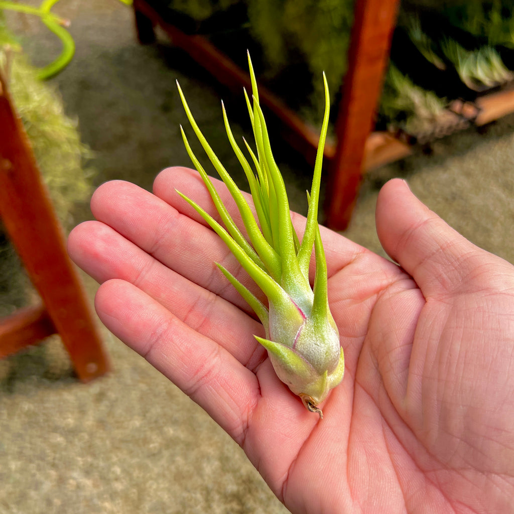 Ionantha Vanhyningii X Bulbosa Belize Large Form <br> (No Minimum)