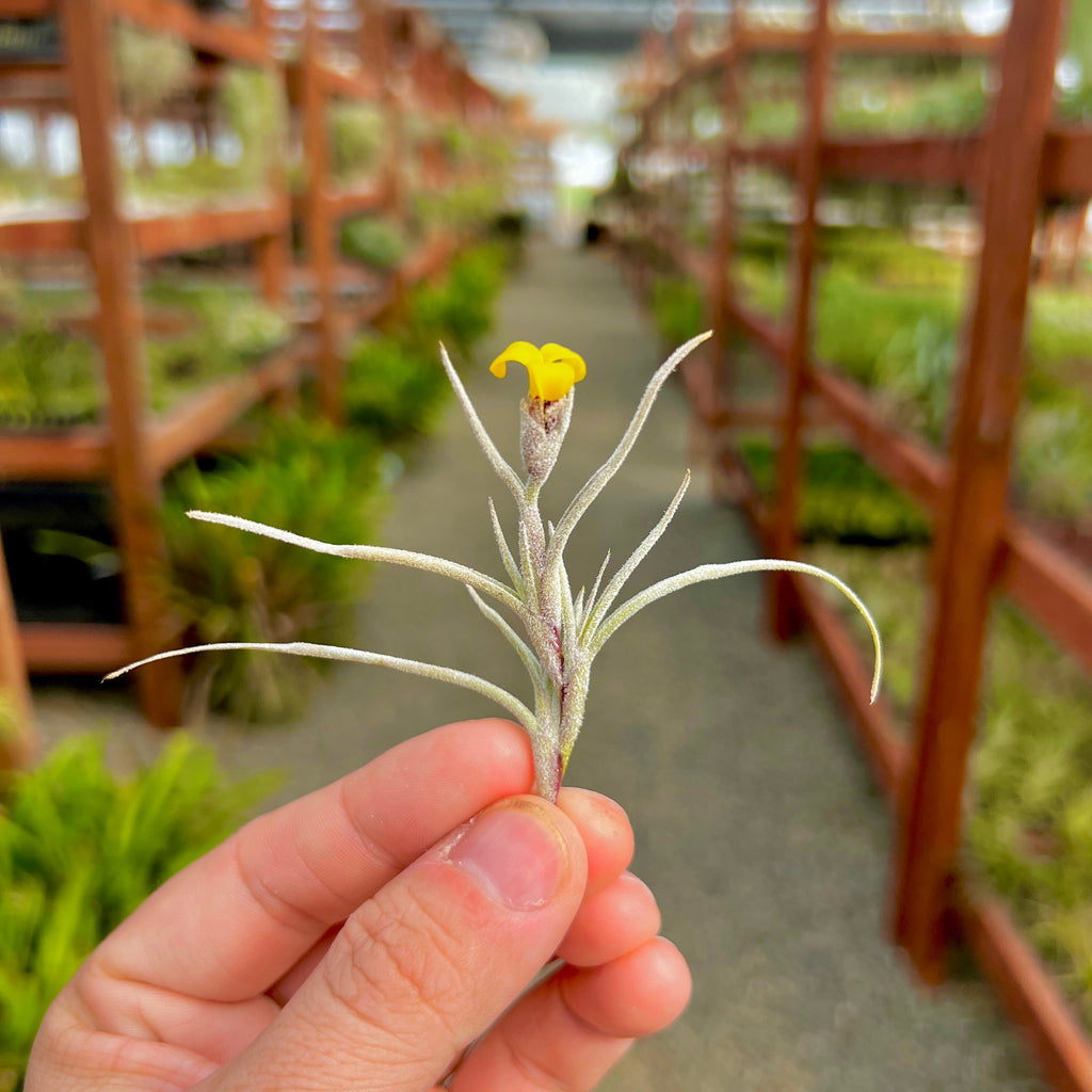 Crocata v. Tristis *Miniature Air Plant* <br> (Minimum Order 10)