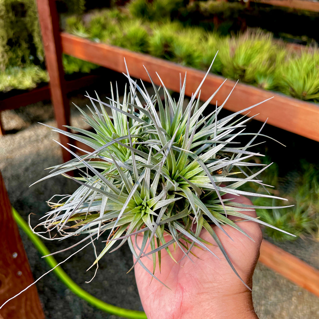 Stricta 'Strawberry Ice' <br> (Minimum Order 3)