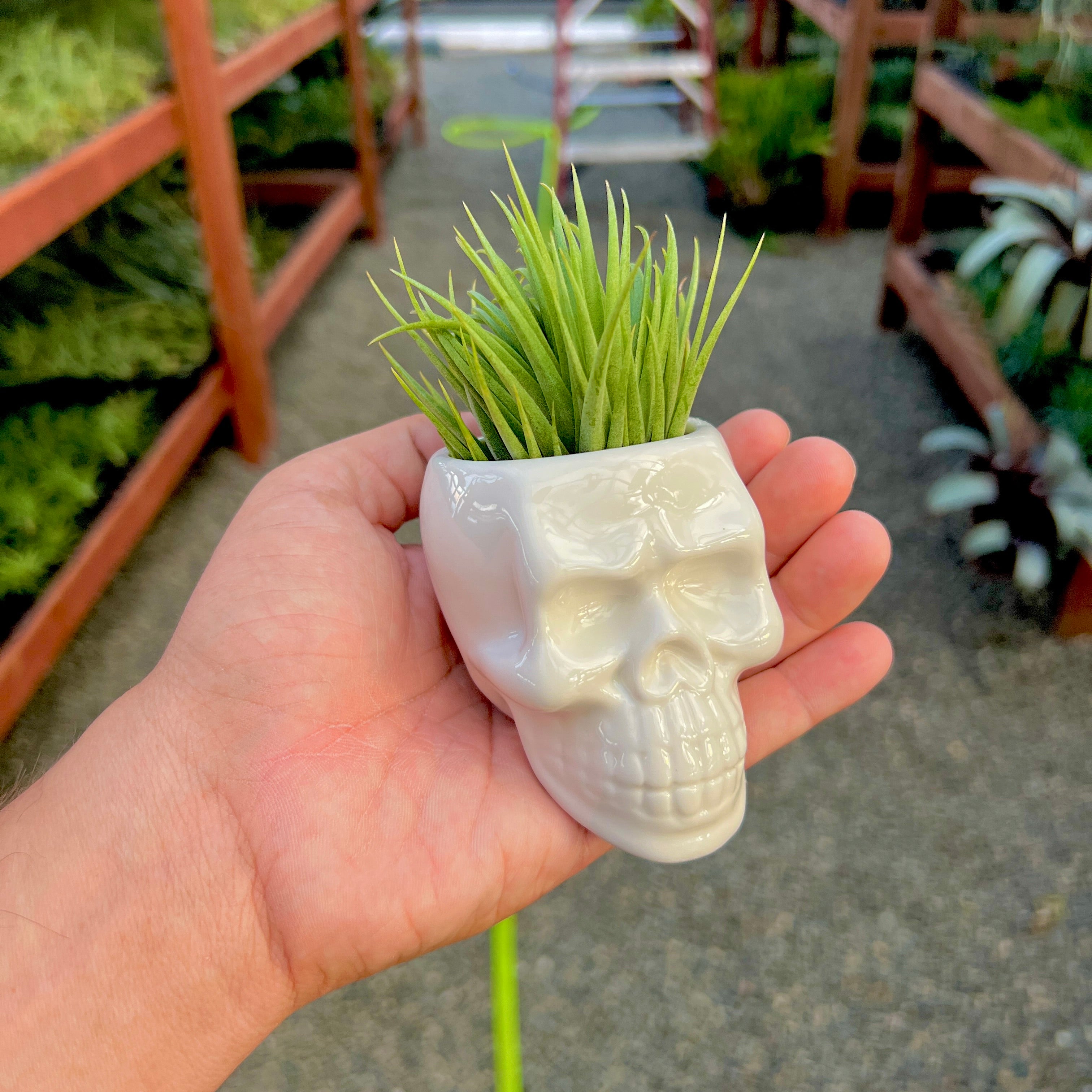 Ceramic Skull Air Plant Holder With Air Plant <br> (Minimum Order 5)