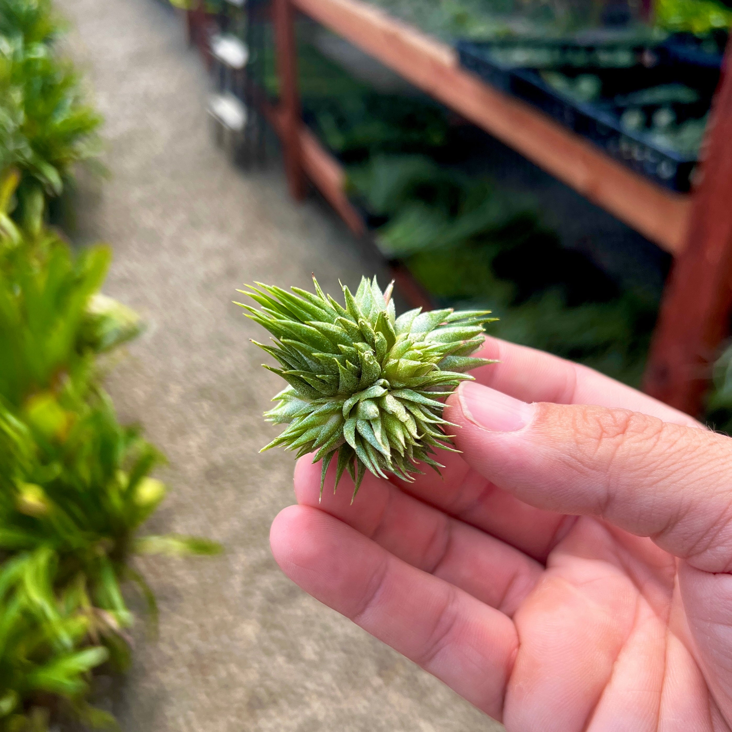 Ionantha Peanut Small Clump <br> (Minimum order 5)