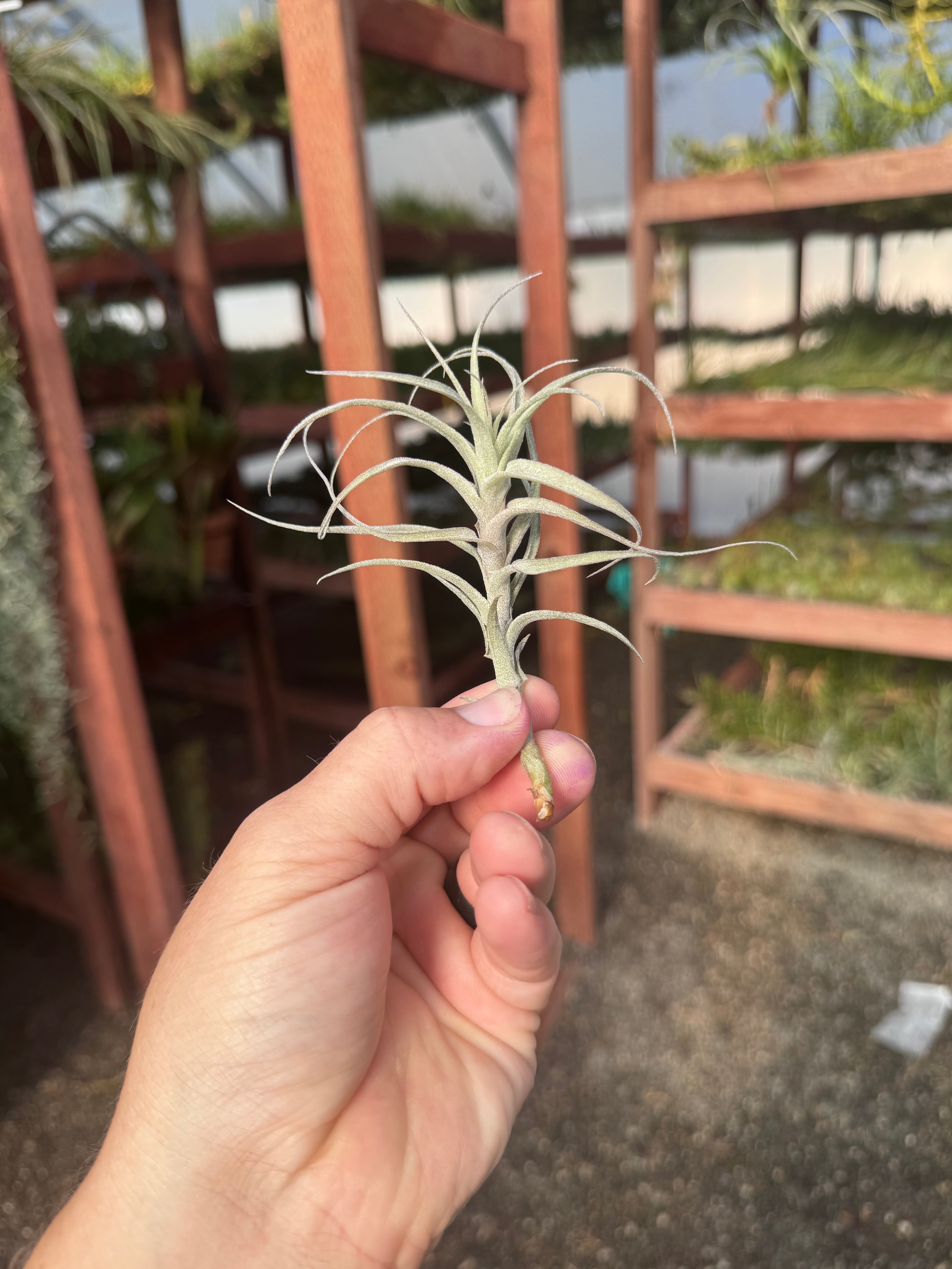 SUPER SALE! Incarnata Medium <br> (Minimum Order 5)