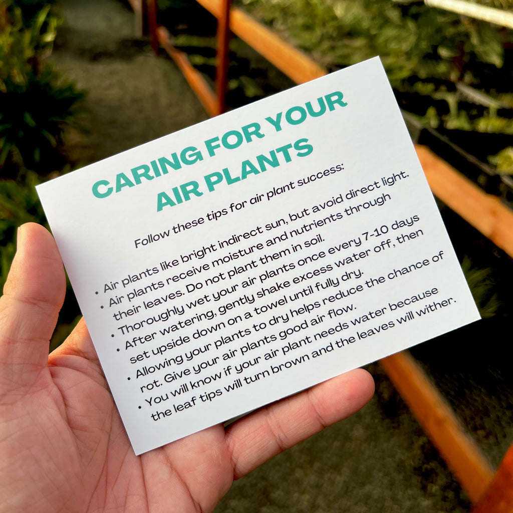 Air Plant Care Card (Postcard Size) <br> (Minimum Order 25)