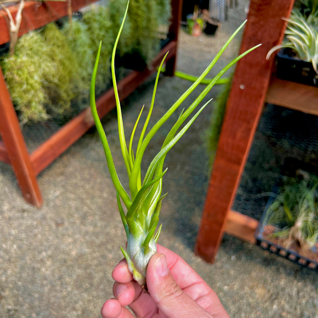 Ionantha Vanhyningii X Bulbosa Belize Large Form <br> (No Minimum)