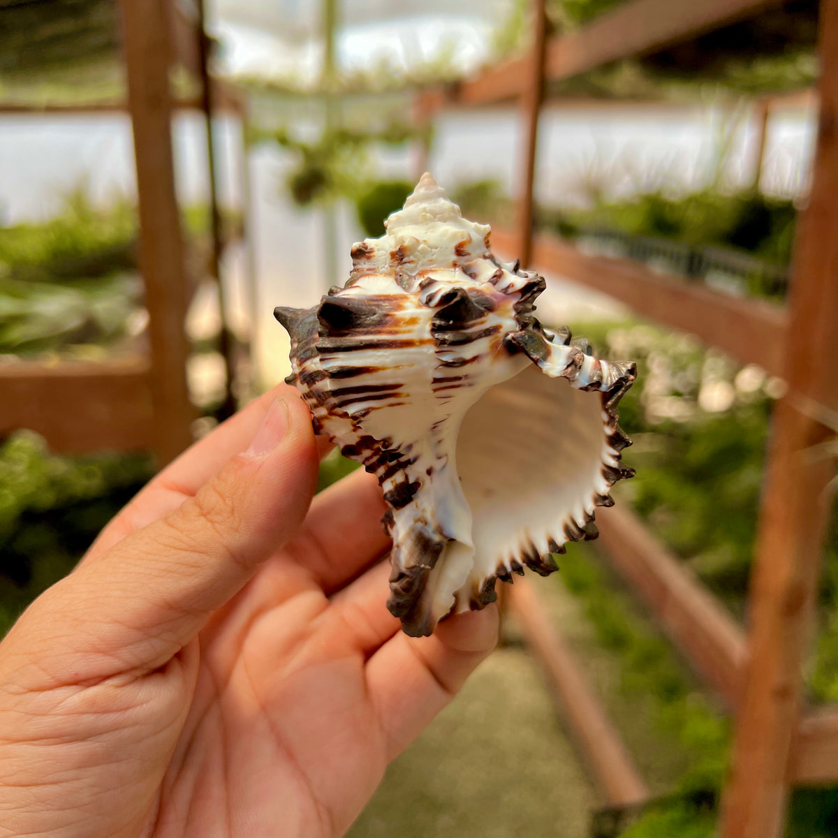 Zebra Murex Shell 3
