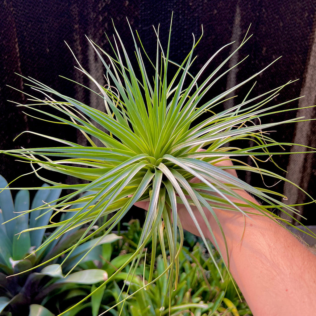 Featherduster (Stricta x Gardneri) Large <br> (No Minimum)