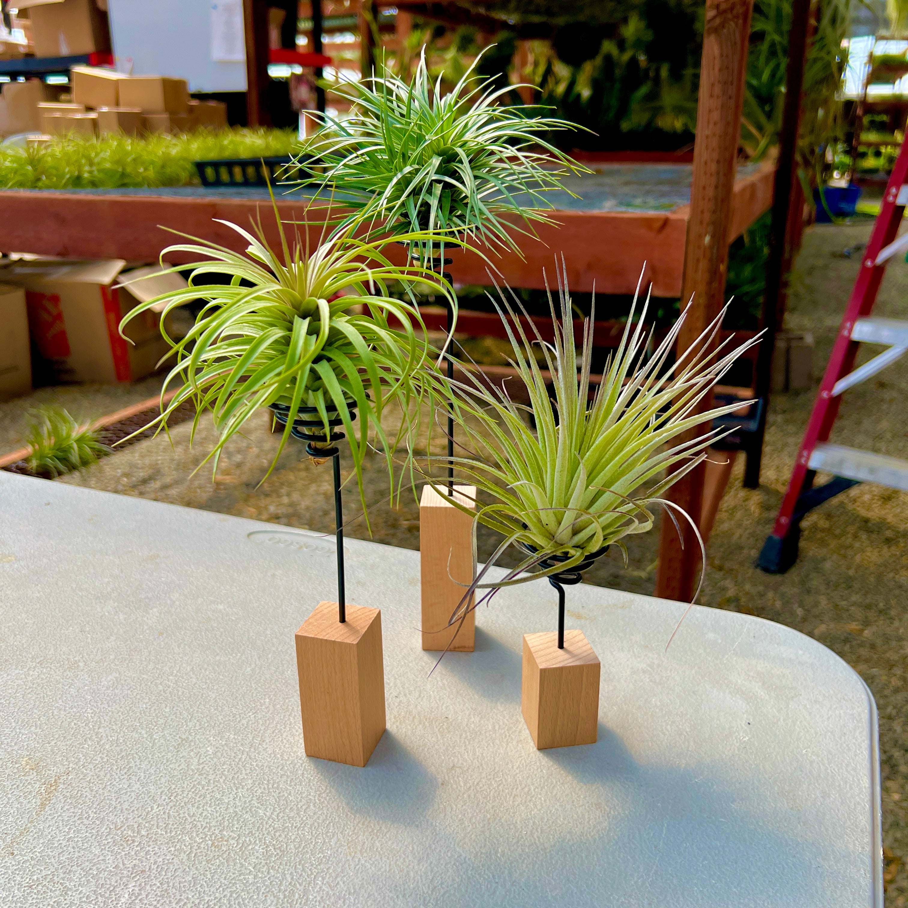 Handcrafted Modern Air Plant Wood Wire Stand <br> (Minimum Order 5)