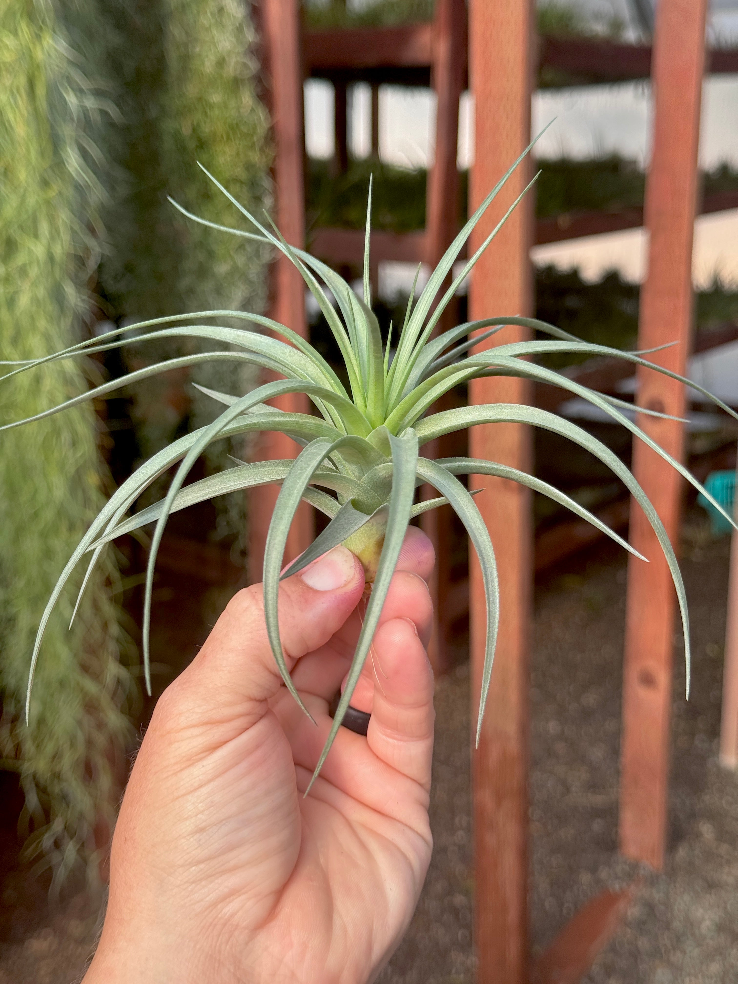 SUPER SALE! Stricta Stiff Green Large <br> (Minimum Order 5)