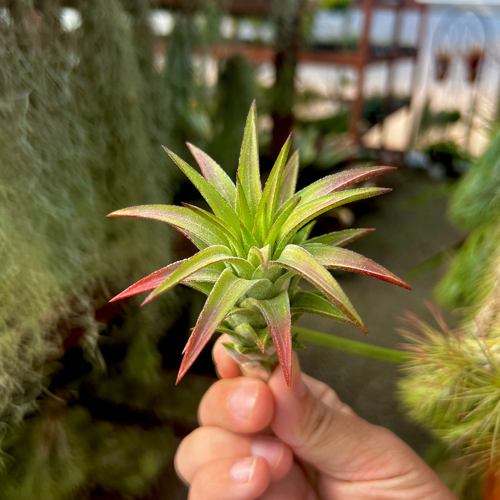 Ionantha Vanhyningii Medium <br> (Minimum Order 2)