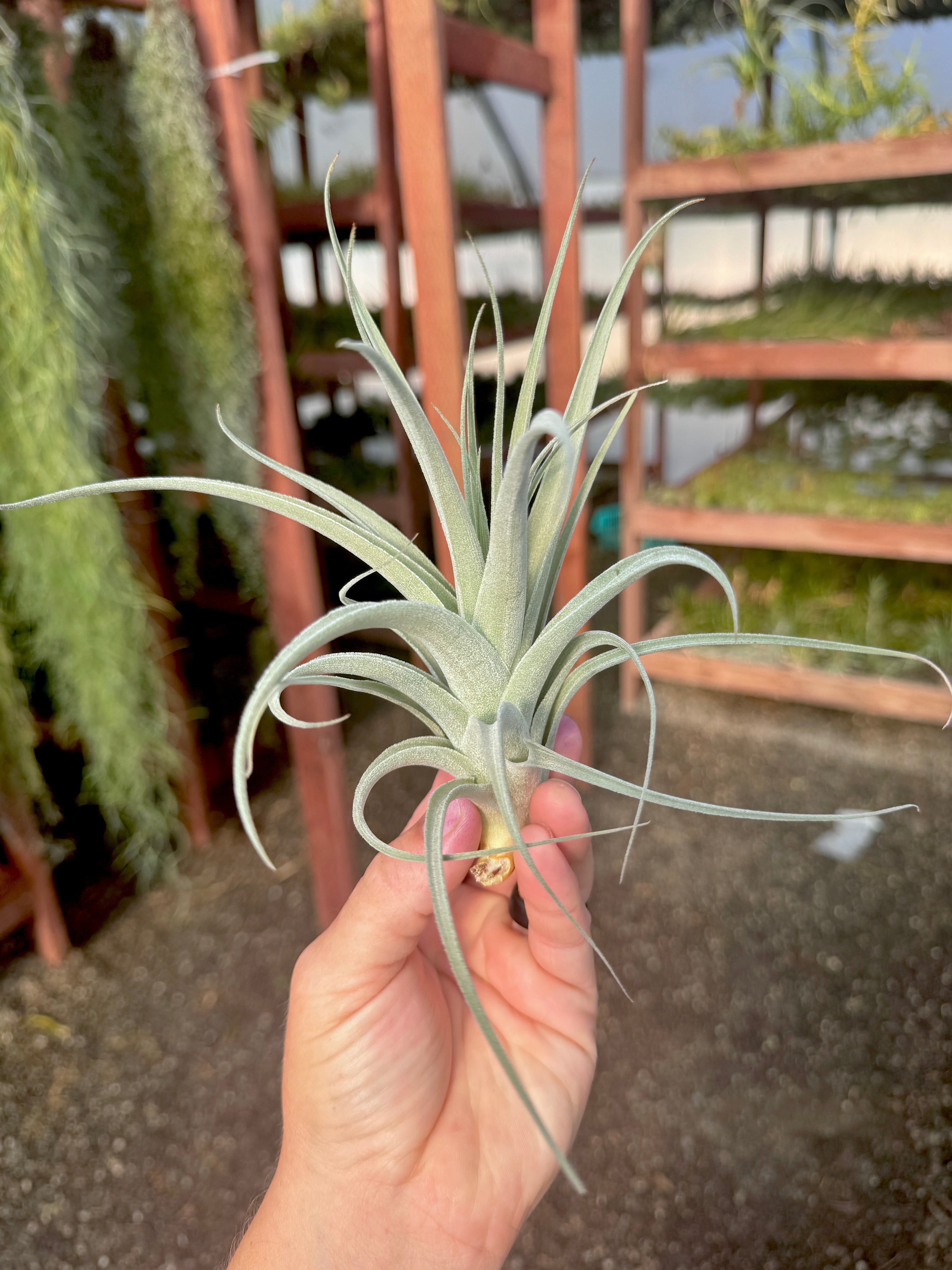 SUPER SALE! Subsecundifolia Large <br>  (Minimum Order 10)