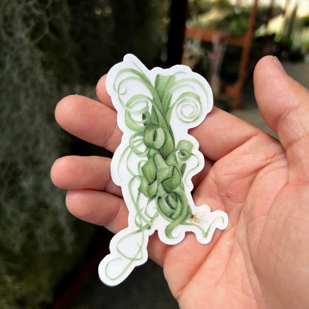 Premium Air Plant Sticker Pack <br> (10 Assorted Stickers)