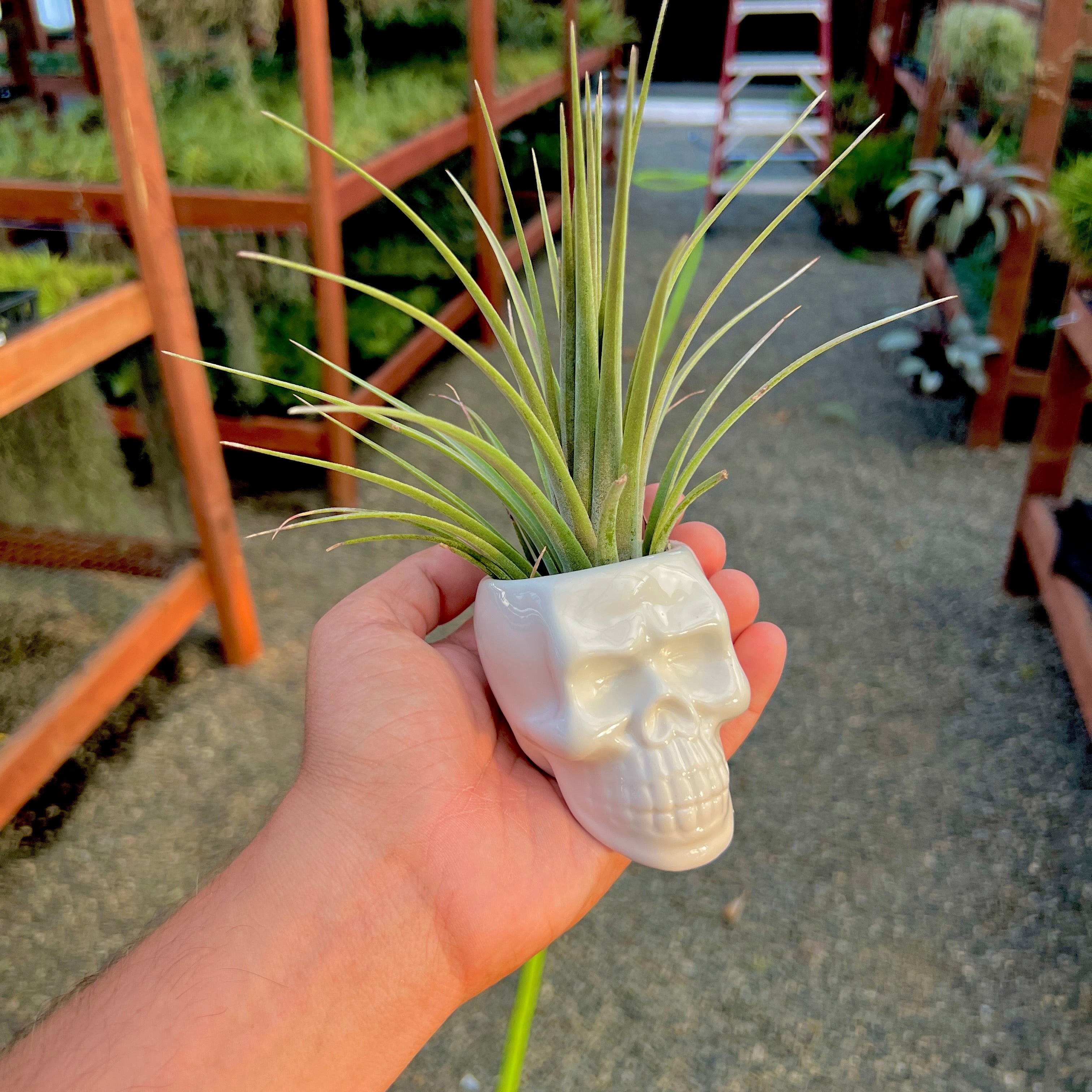 Ceramic Skull Air Plant Holder With Air Plant <br> (Minimum Order 5)