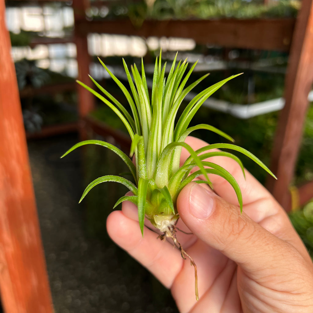 Ionantha Variegata <br> (No Minimum)