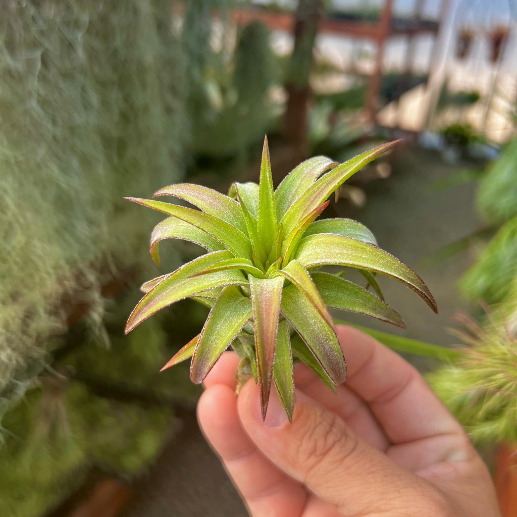 Ionantha Vanhyningii Medium <br> (Minimum Order 2)