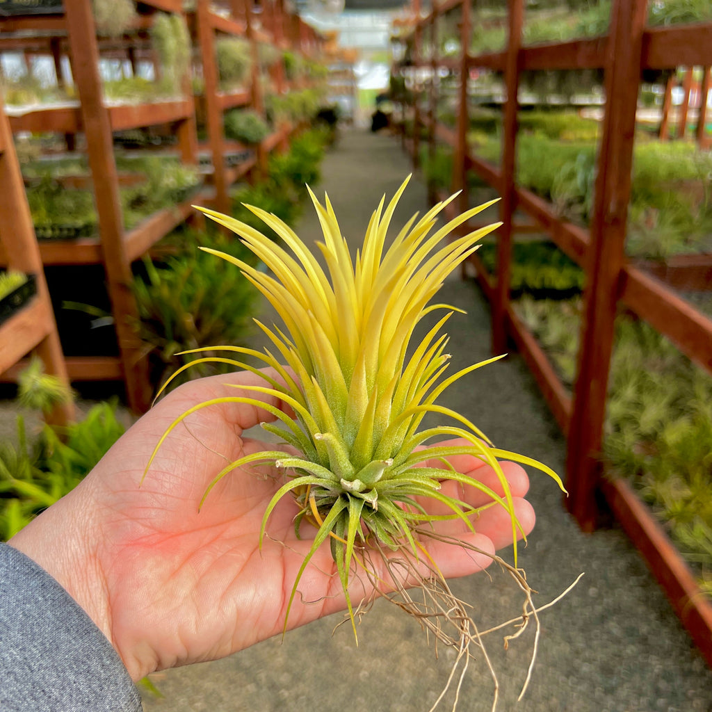 Ionantha Sumo White Large <br> (No Minimum)