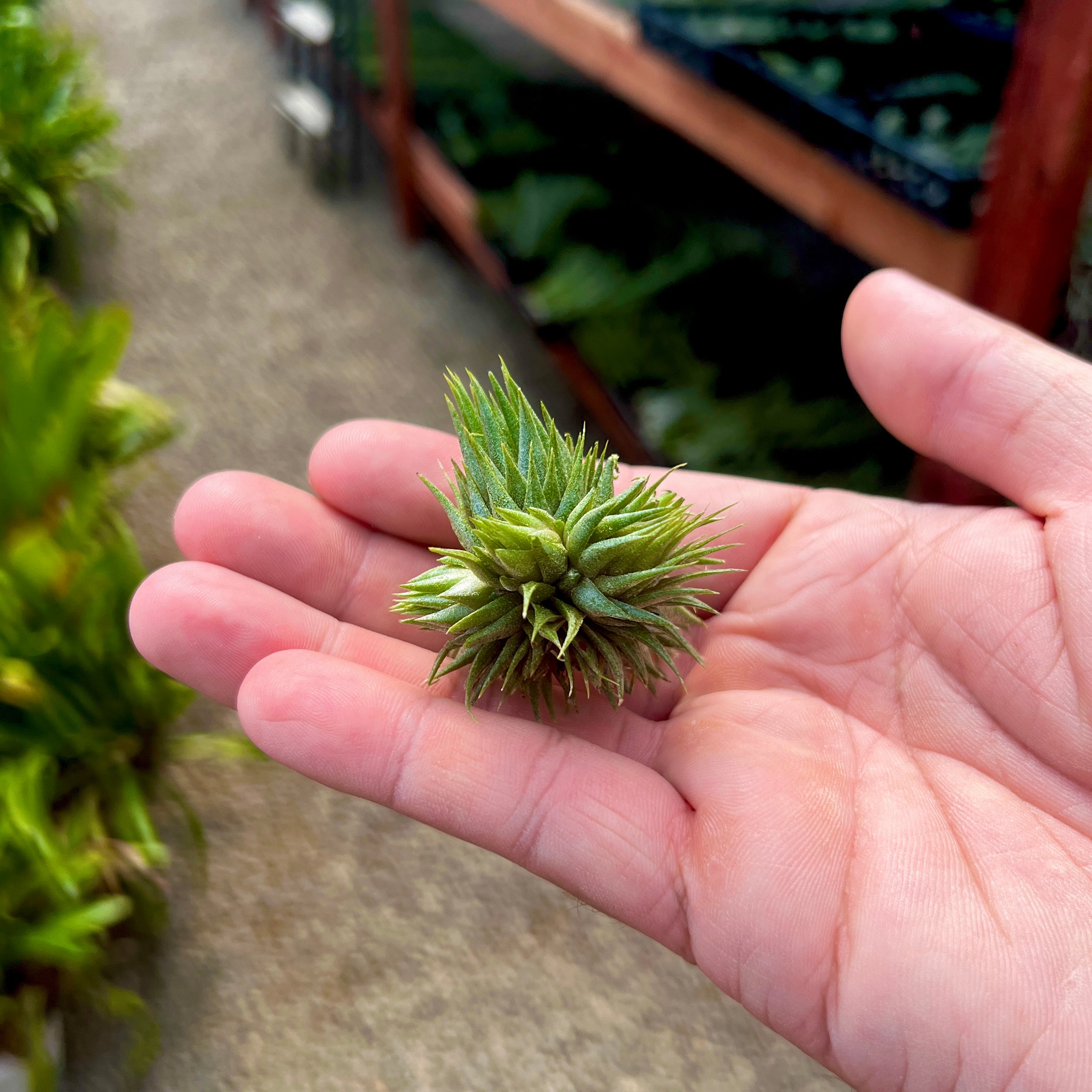 small air plants near me Ionantha Peanut Small Clump (Minimum order 5) – Bulk Air Plants