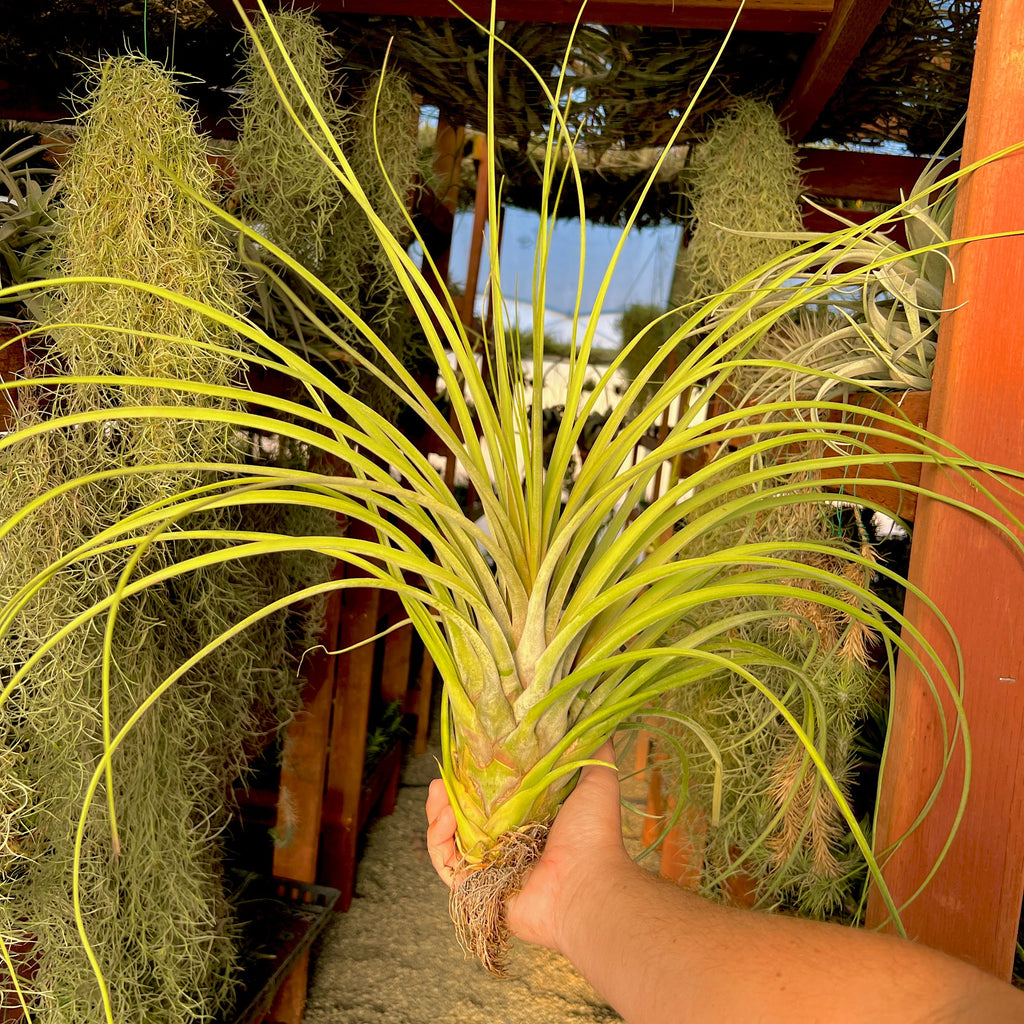 Bulbosa Giant Form x Magnispica XXL <br> (No Minimum)