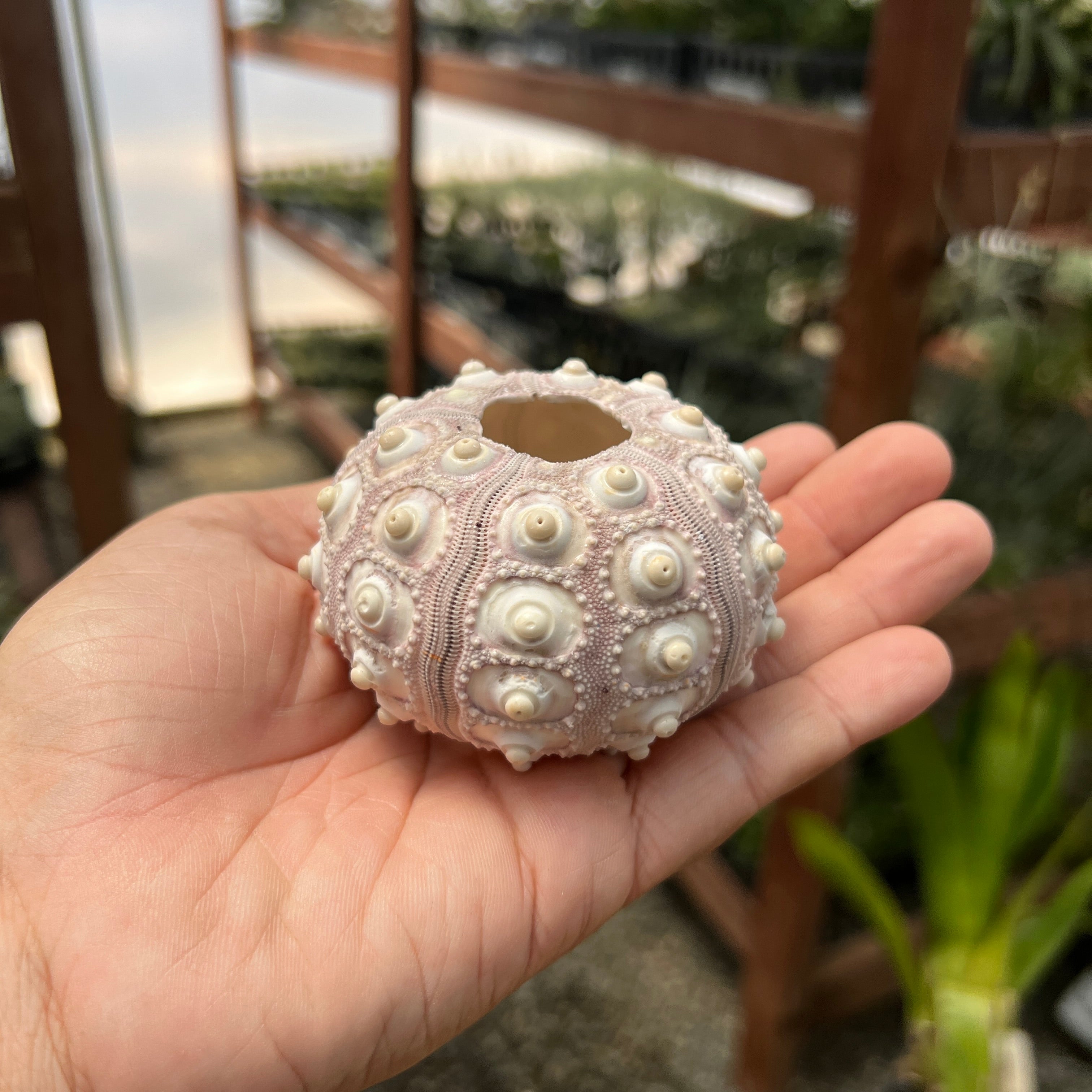 Sputnik Sea Urchin Shell Giant (Shell Only) <br> (Minimum Order 5)