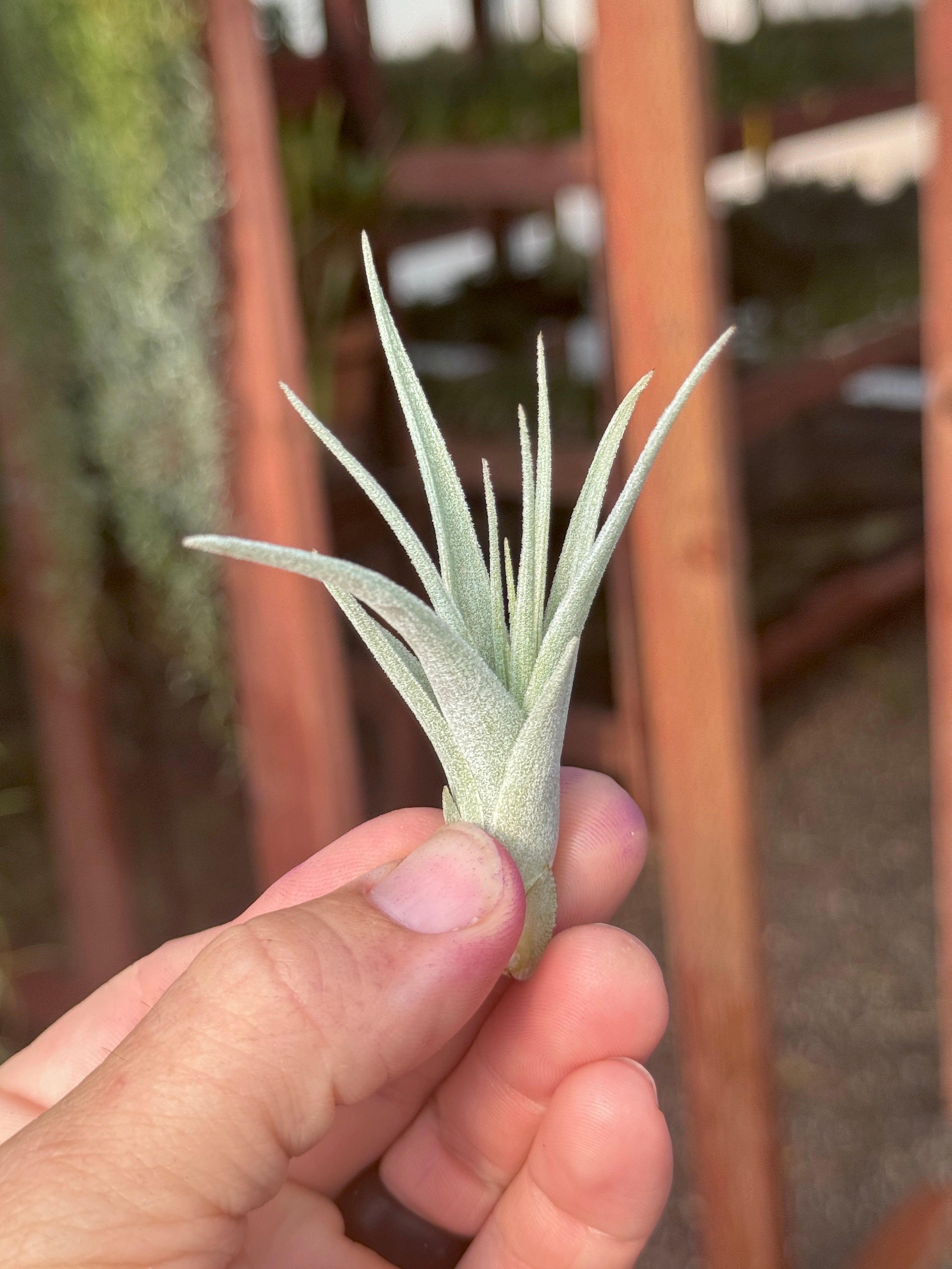 SUPER SALE! Subsecundifolia Small <br>  (Minimum Order 10)