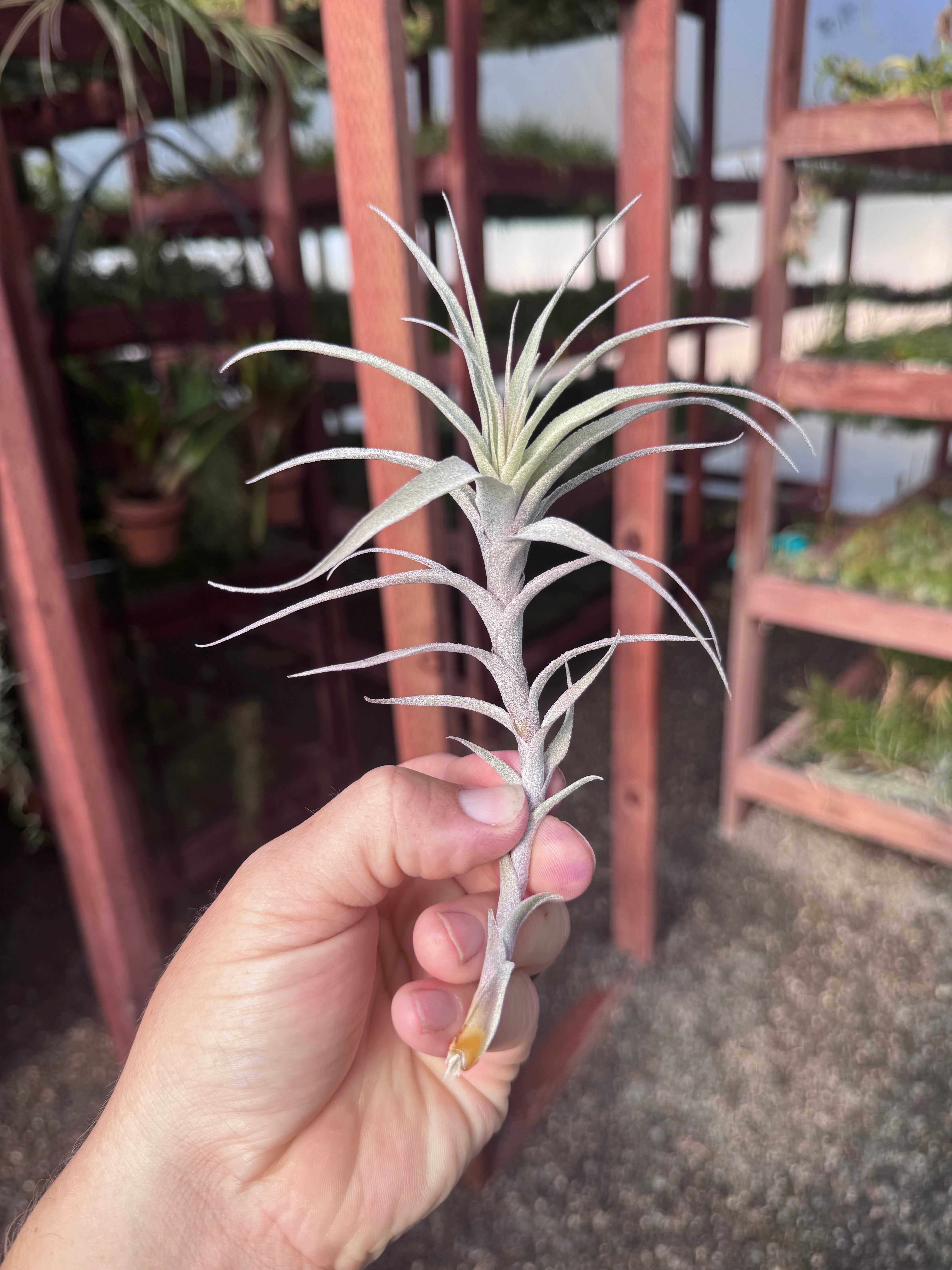 SUPER SALE! Incarnata Large <br> (Minimum Order 5)