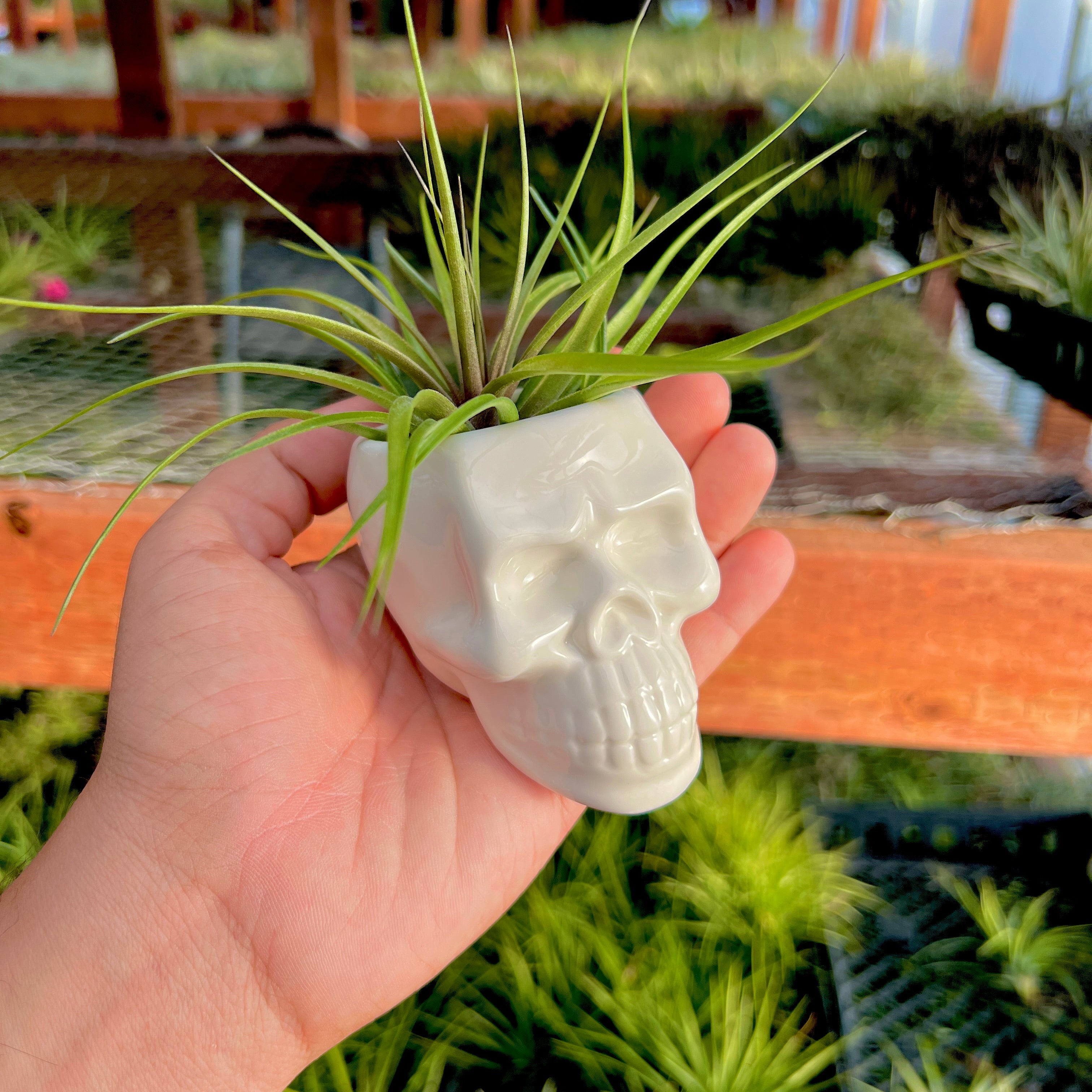 Ceramic Skull Air Plant Holder With Air Plant <br> (Minimum Order 5)