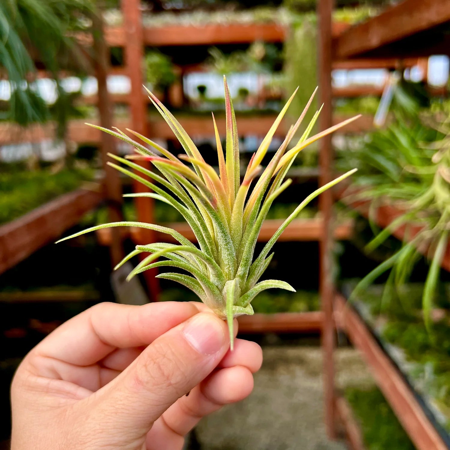 Ionantha Mardi Gras Medium <br> (MINIMUM ORDER 5)