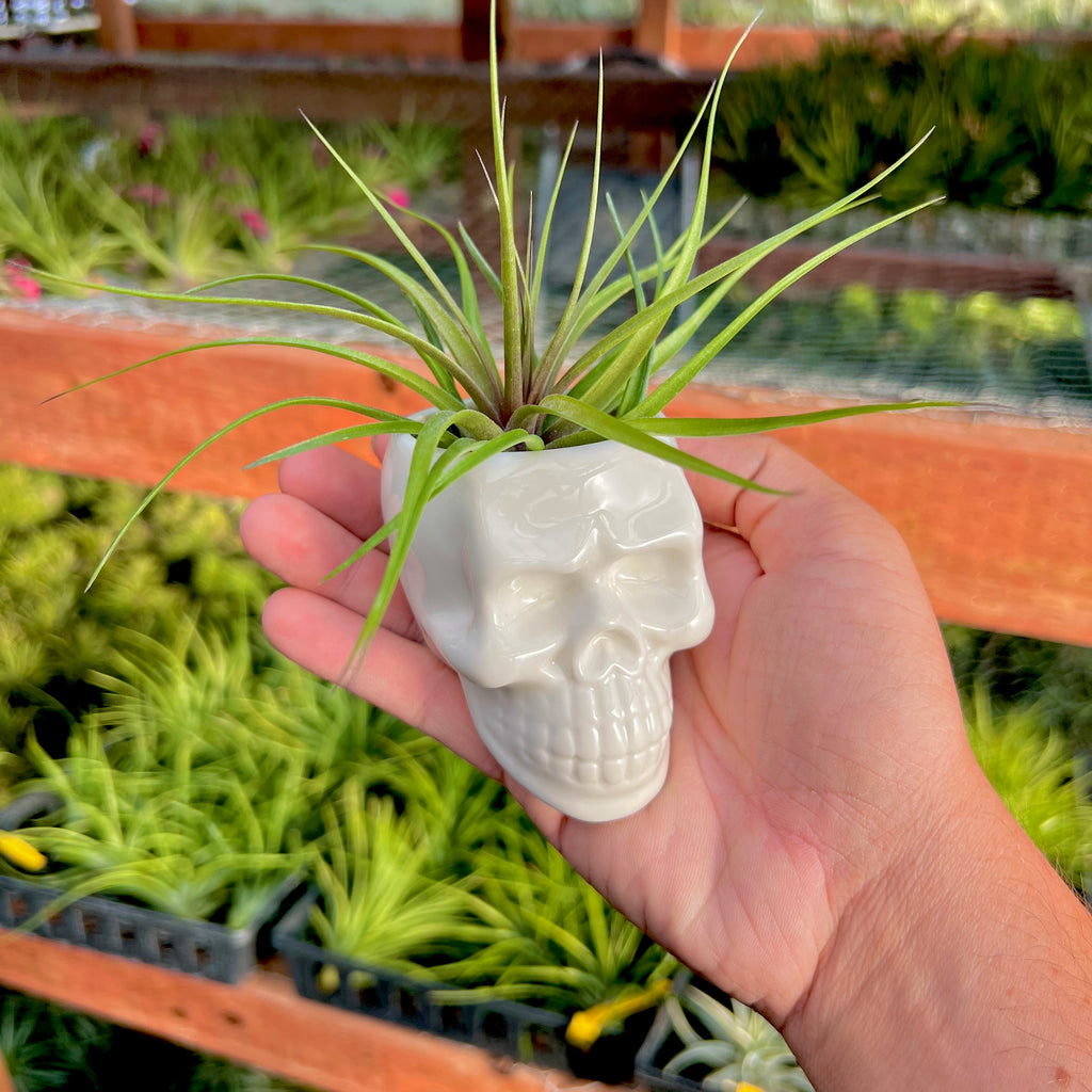 Ceramic Skull Air Plant Holder With Air Plant <br> (Minimum Order 5)