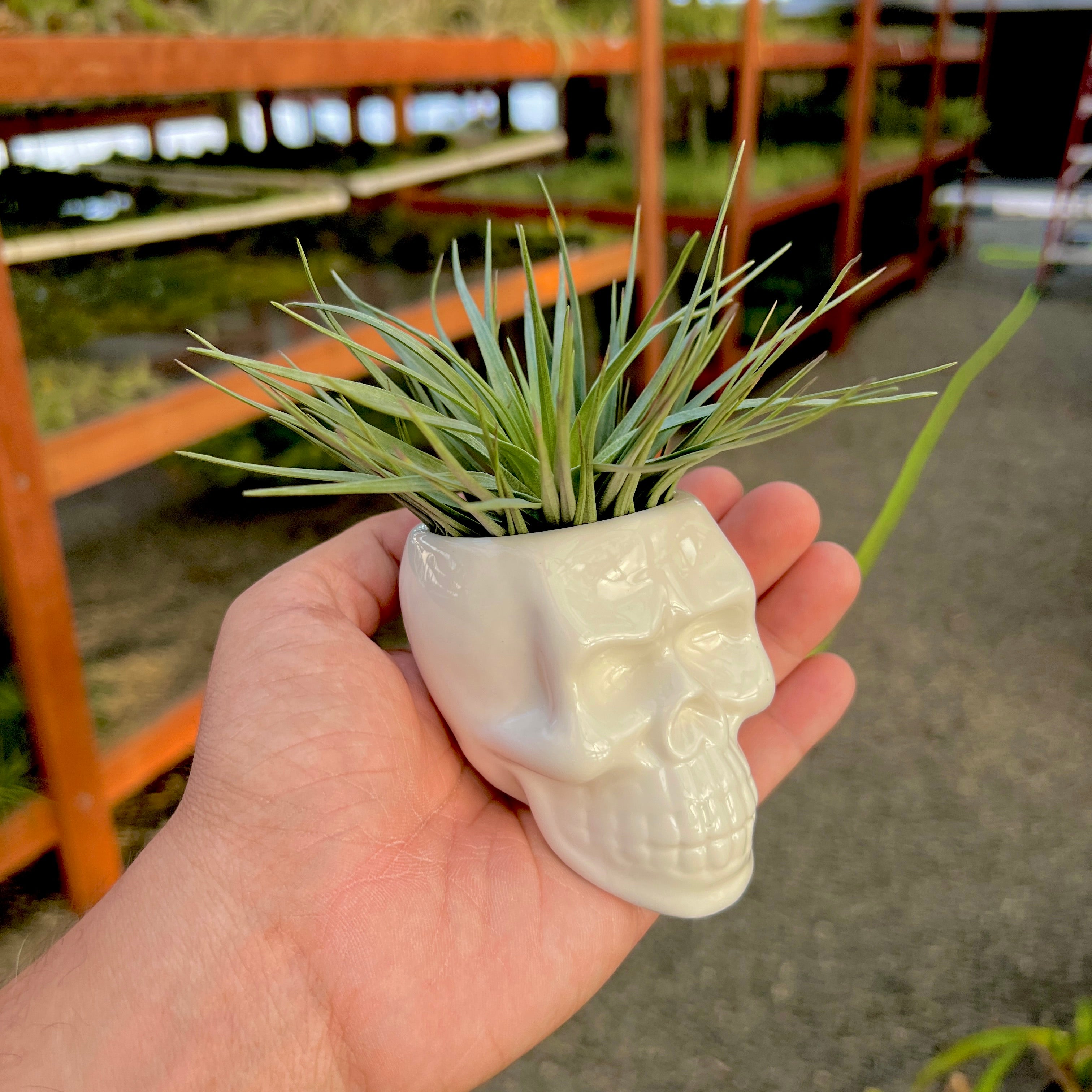 Ceramic Skull Air Plant Holder With Air Plant <br> (Minimum Order 5)