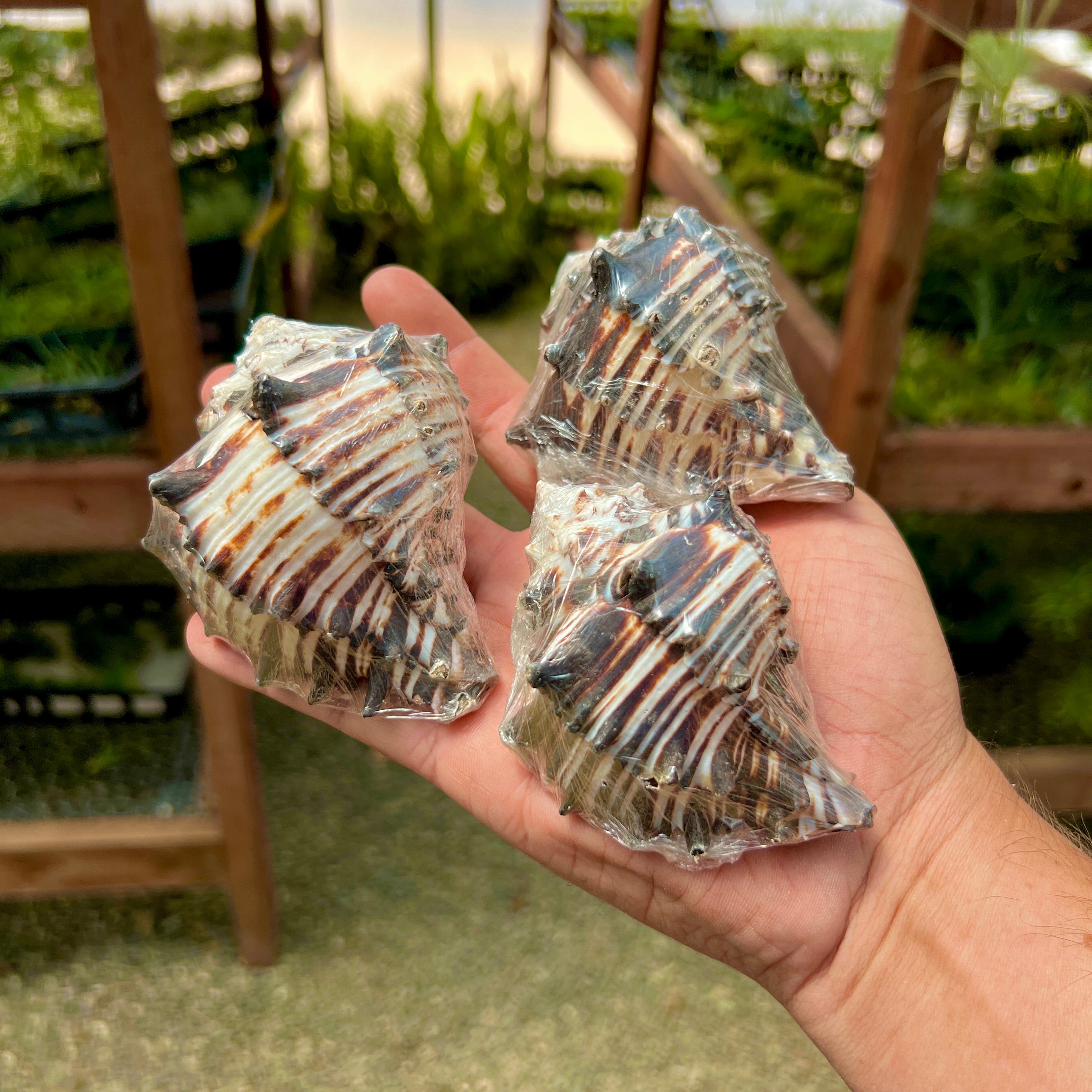 Zebra Murex Shell 3"-4.5” <br> (Minimum Order 5)