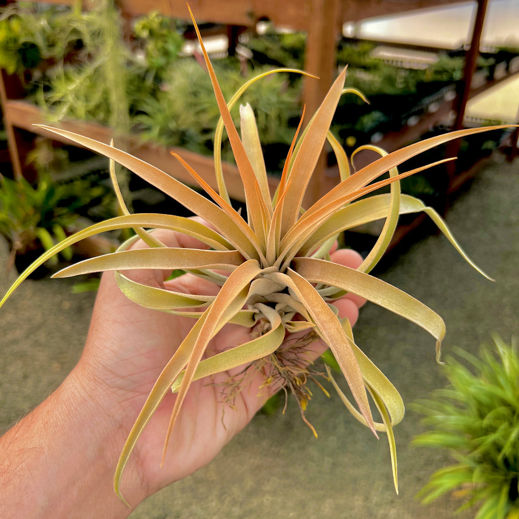 Capitata Peach Large <br> (Minimum Order 5)