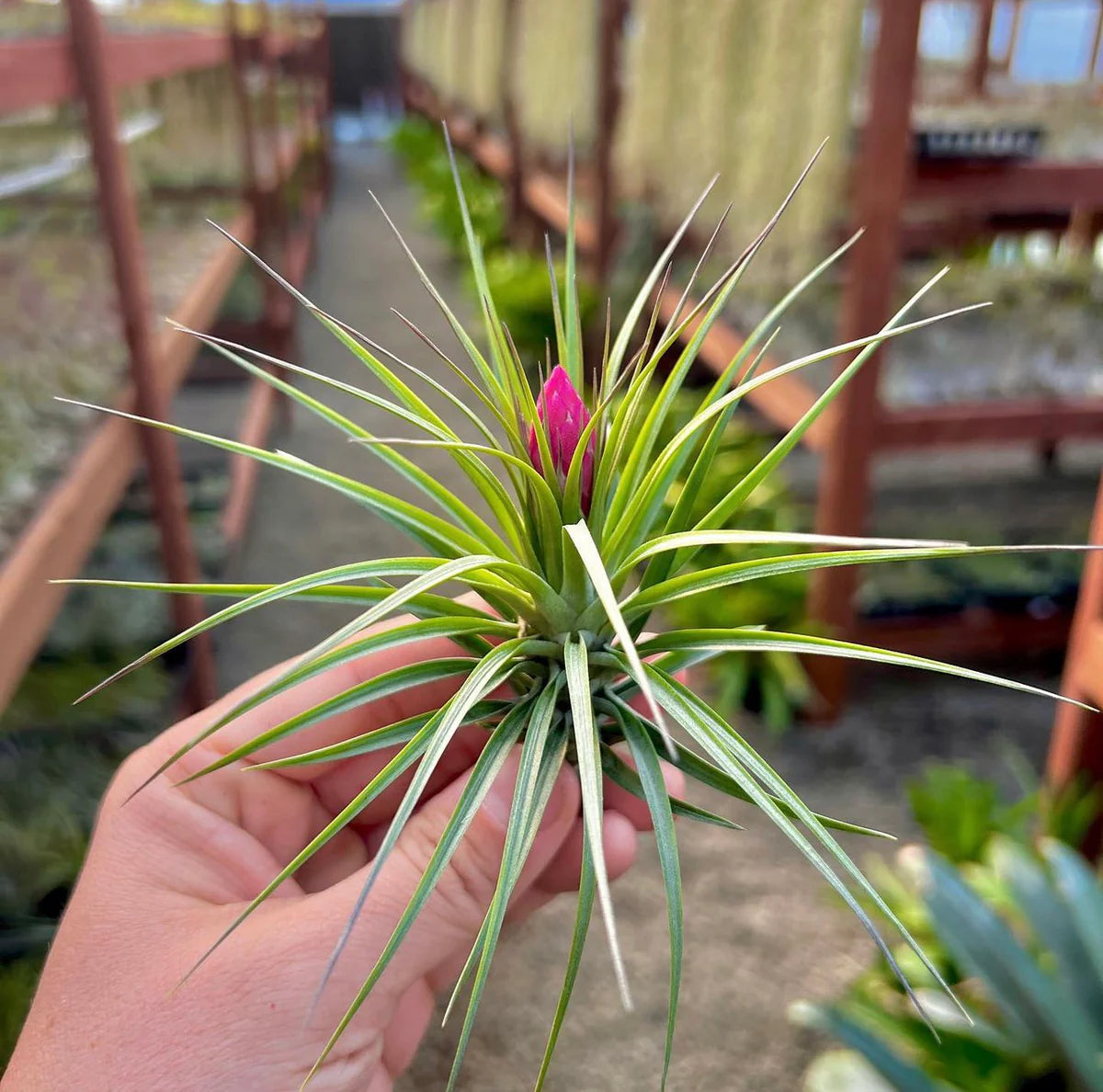 Aeranthos Assorted Variety Medium <br> (Minimum Order 5)