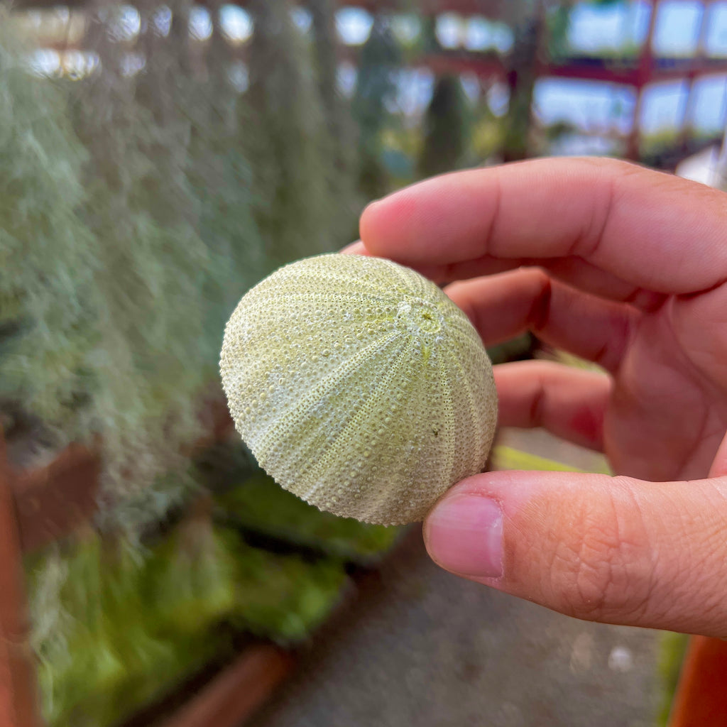 Sea Urchin Shell (Green) <br> (Minimum Order 10)