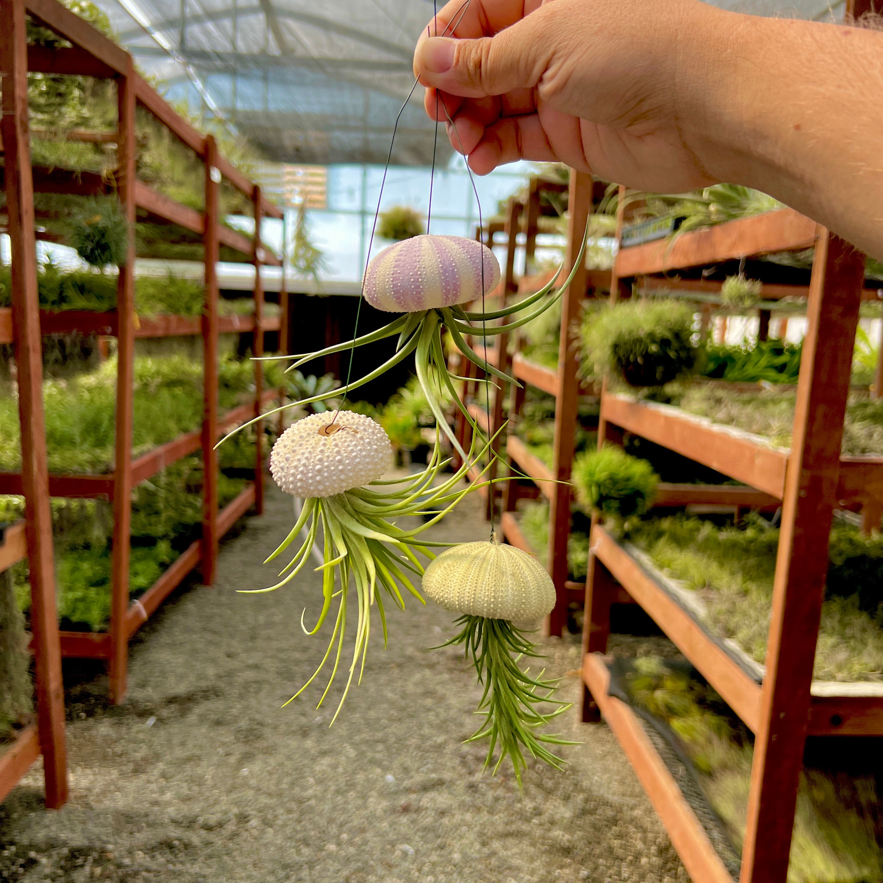 Hanging Premium Urchin Air Plant Jellyfish <br> (Minimum Order 5)