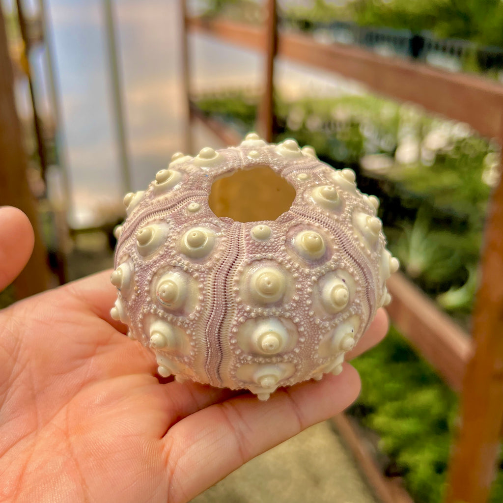 Sputnik Sea Urchin Shell Giant (Shell Only) <br> (Minimum Order 5)