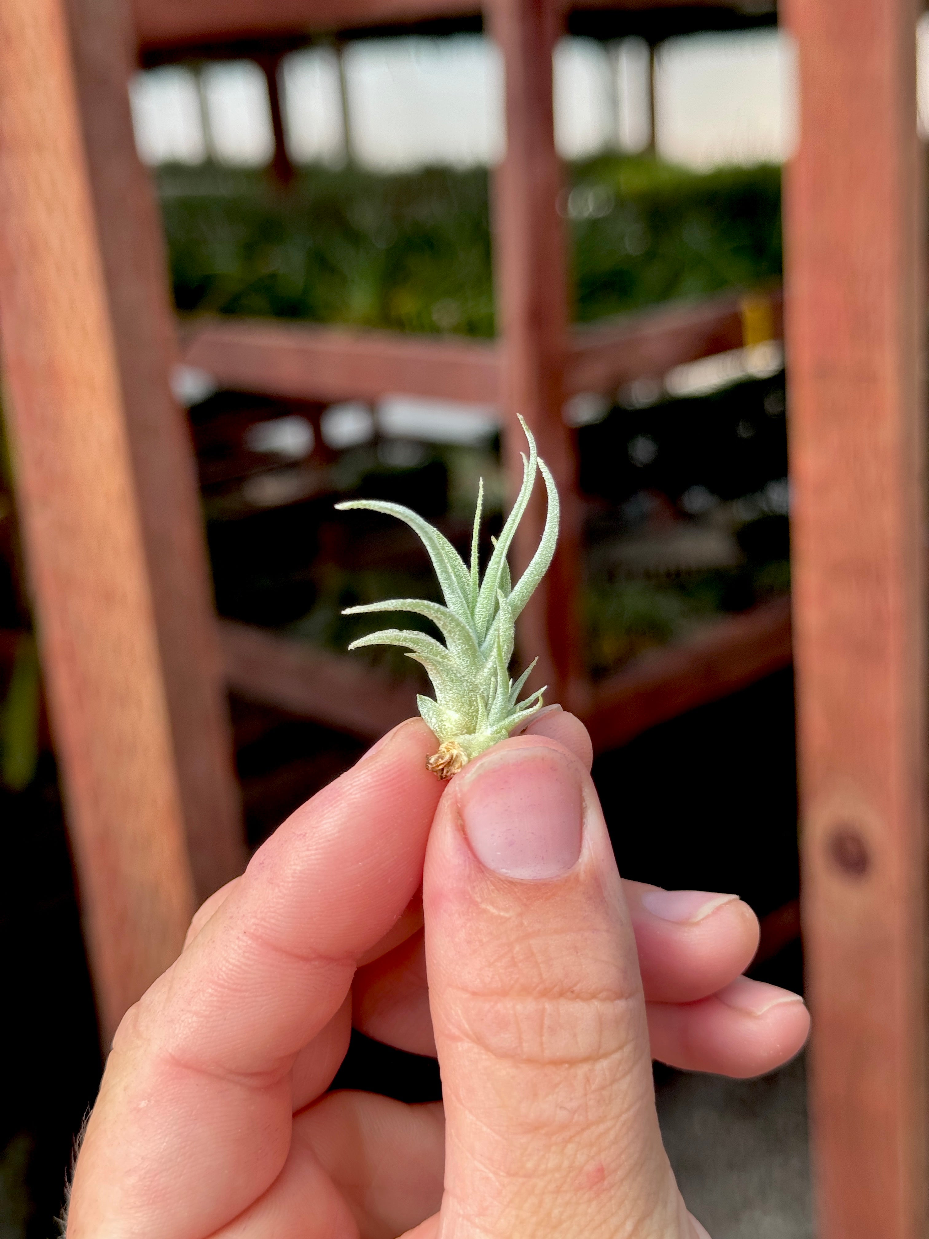 SUPER SALE! Subsecundifolia Mini <br>  (Minimum Order 10)