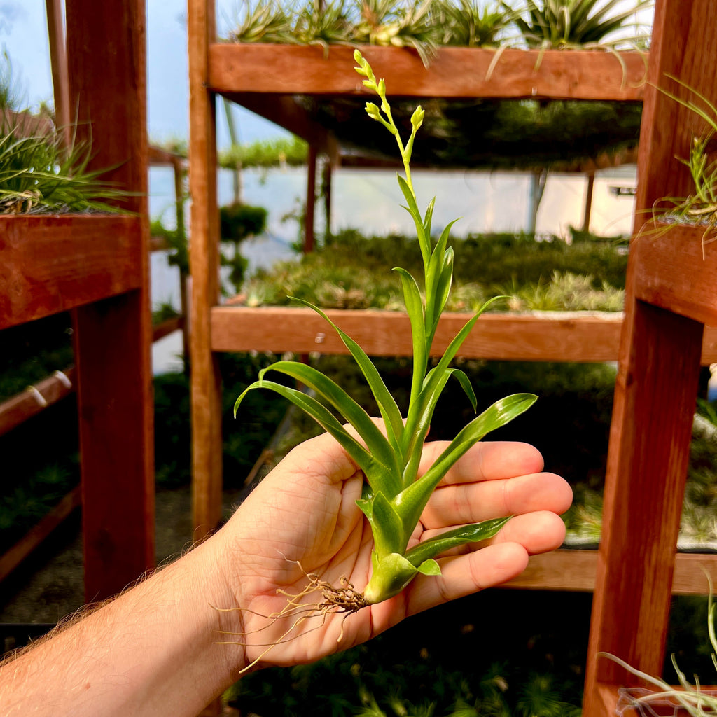 Catopsis Mooreniana <br> (Minimum Order 3)