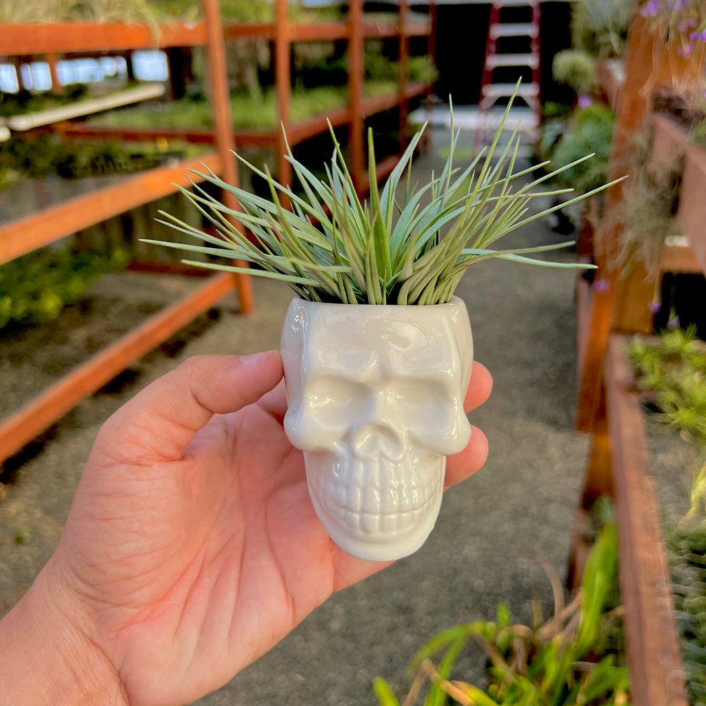 Ceramic Skull Air Plant Holder With Air Plant <br> (Minimum Order 5)