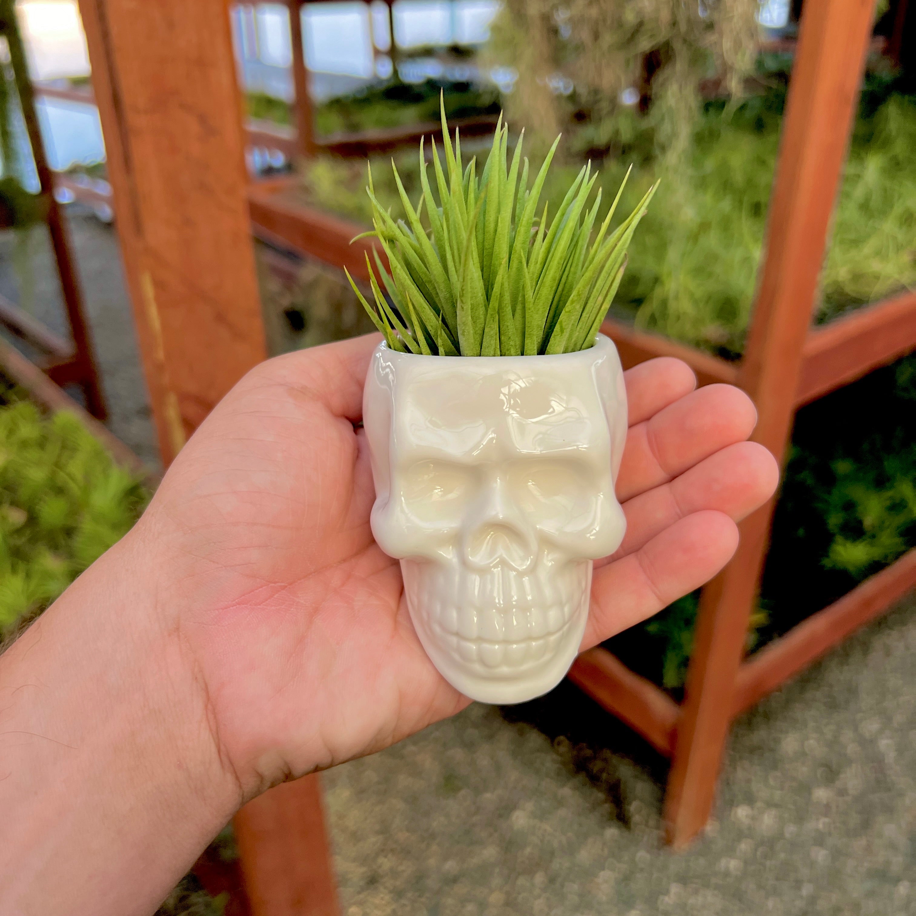 skull pot plant holder Ceramic Skull Air Plant Holder With Air Plant , (Minimum Order 5)