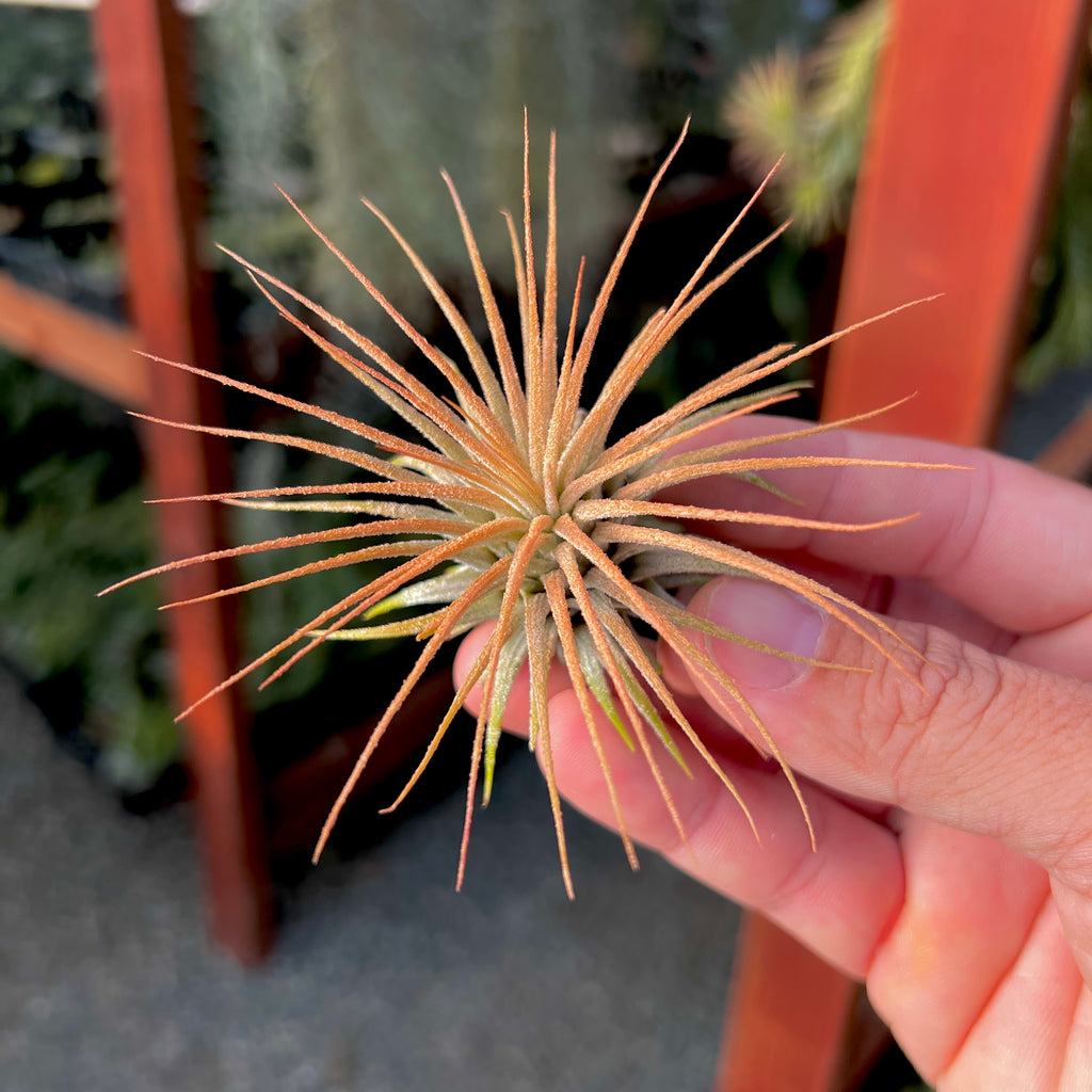 Ionantha Sunset Orange Medium <br> (Minimum order 5)