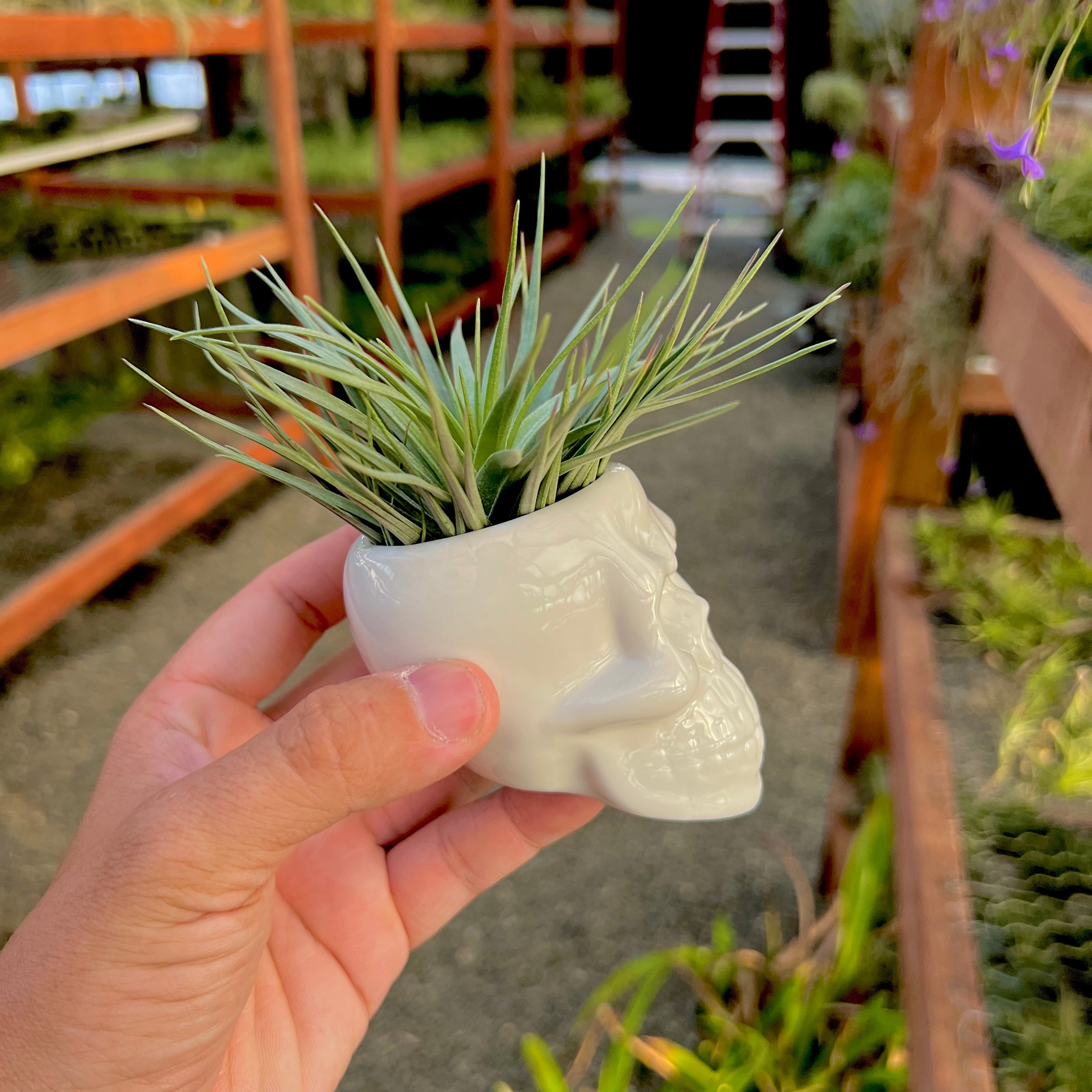 Ceramic Skull Air Plant Holder With Air Plant <br> (Minimum Order 5)