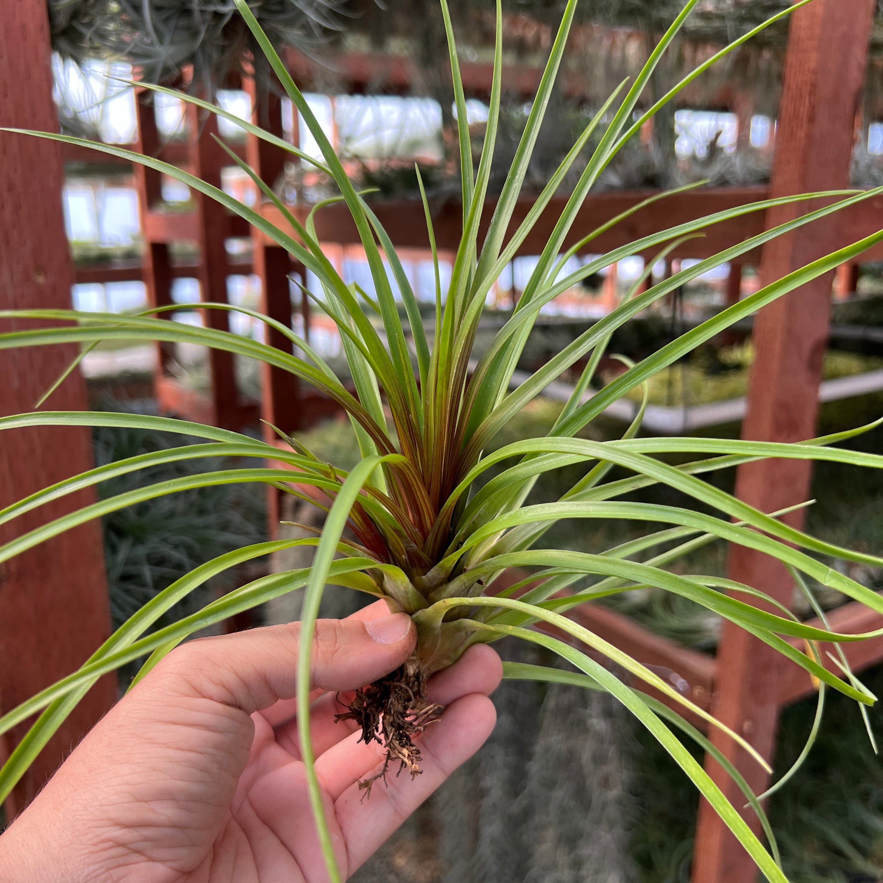 Cyanea AKA Pink Quill Plant <br> (Minimum Order 3)