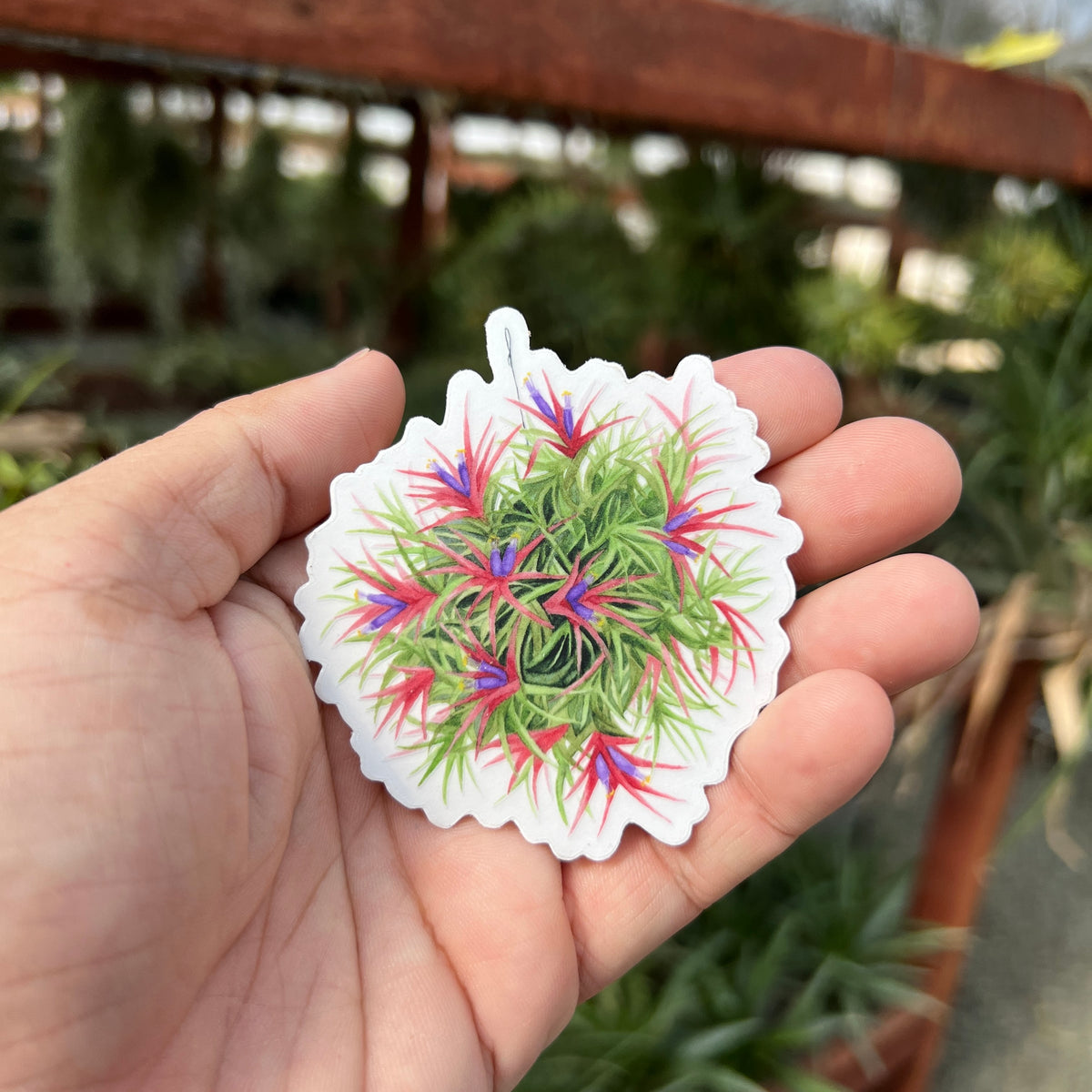 Premium Air Plant Sticker Pack *Transparent Background* (10 Assorted S ...