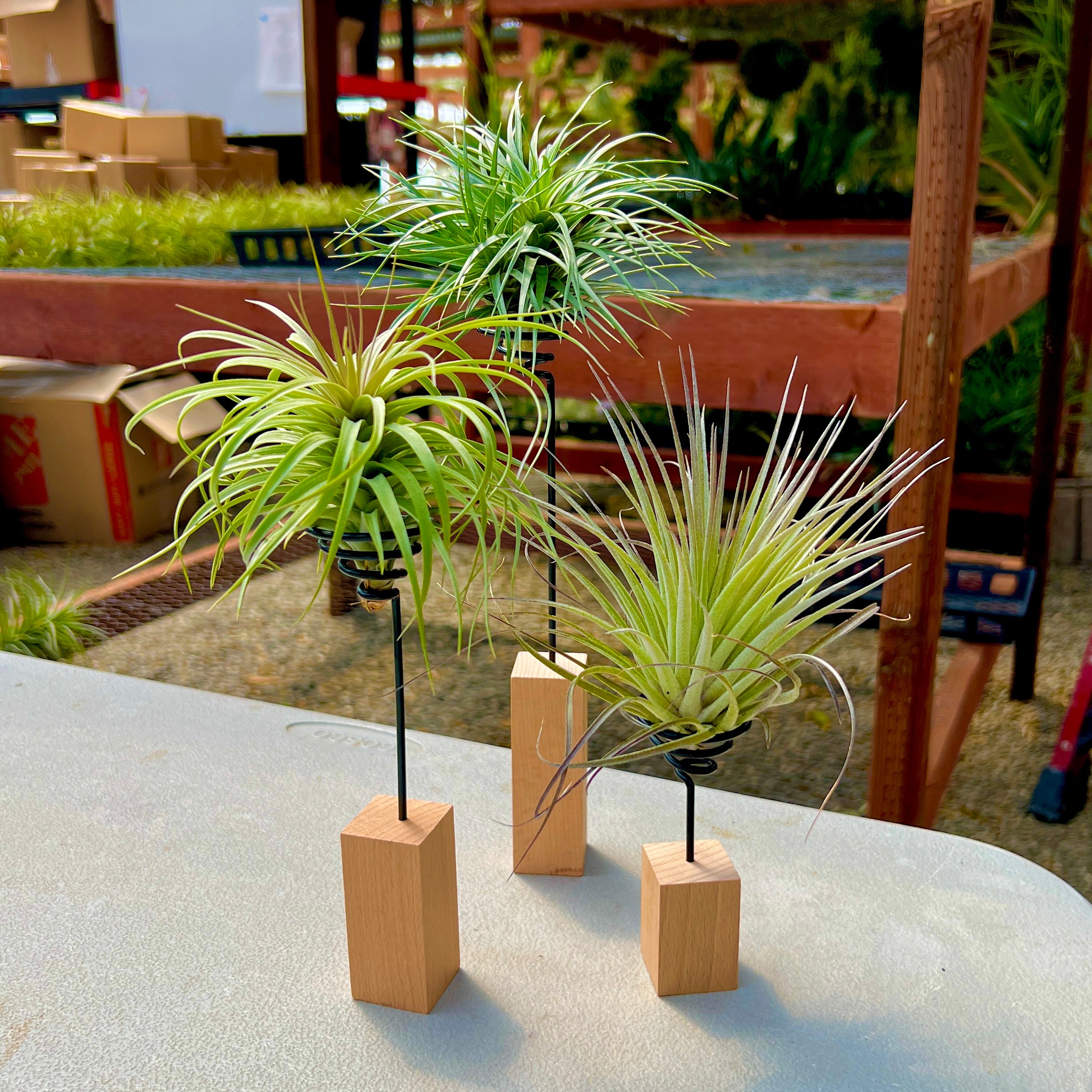 air plant holder desk Handcrafted Modern Air Plant Wood Wire Stand (Minimum Order 5) – Bulk Air Plants