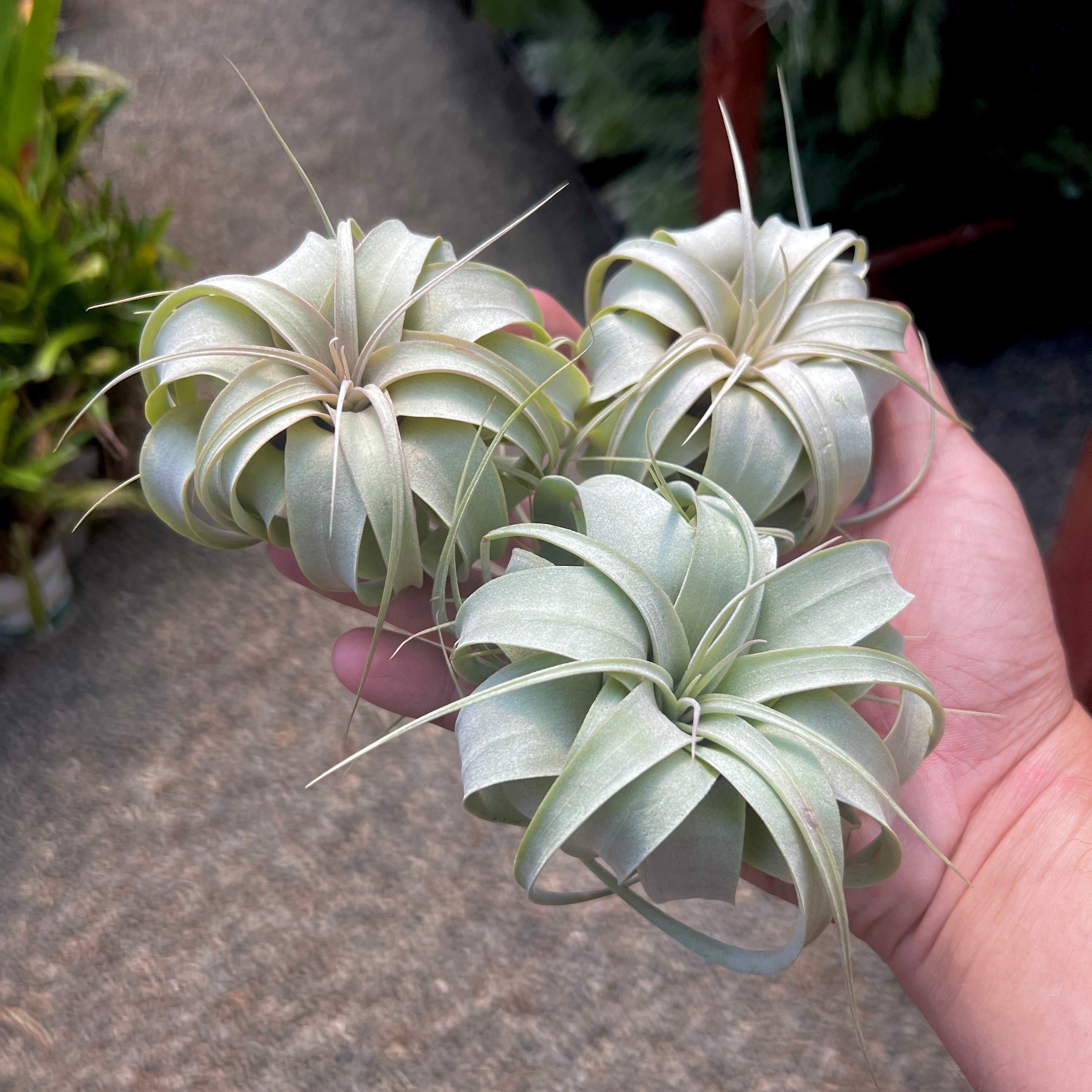 Xerographica Thick Leaf Mini <br> (Minimum Order 3) <br> *Cannot Be Shipped Internationally*