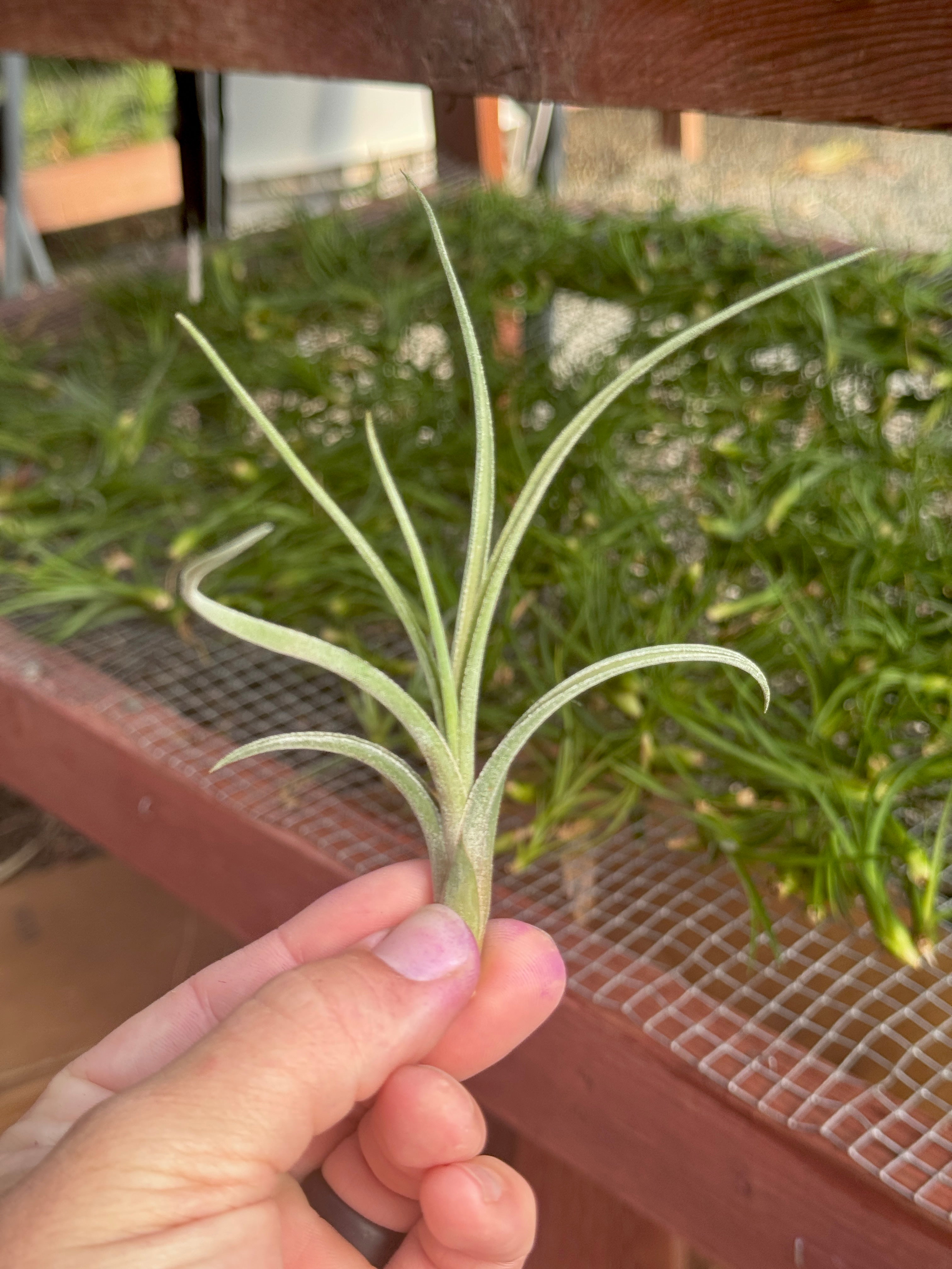 SUPER SALE! Ionantha x Paucifolia Small <br> (Minimum Order 5)