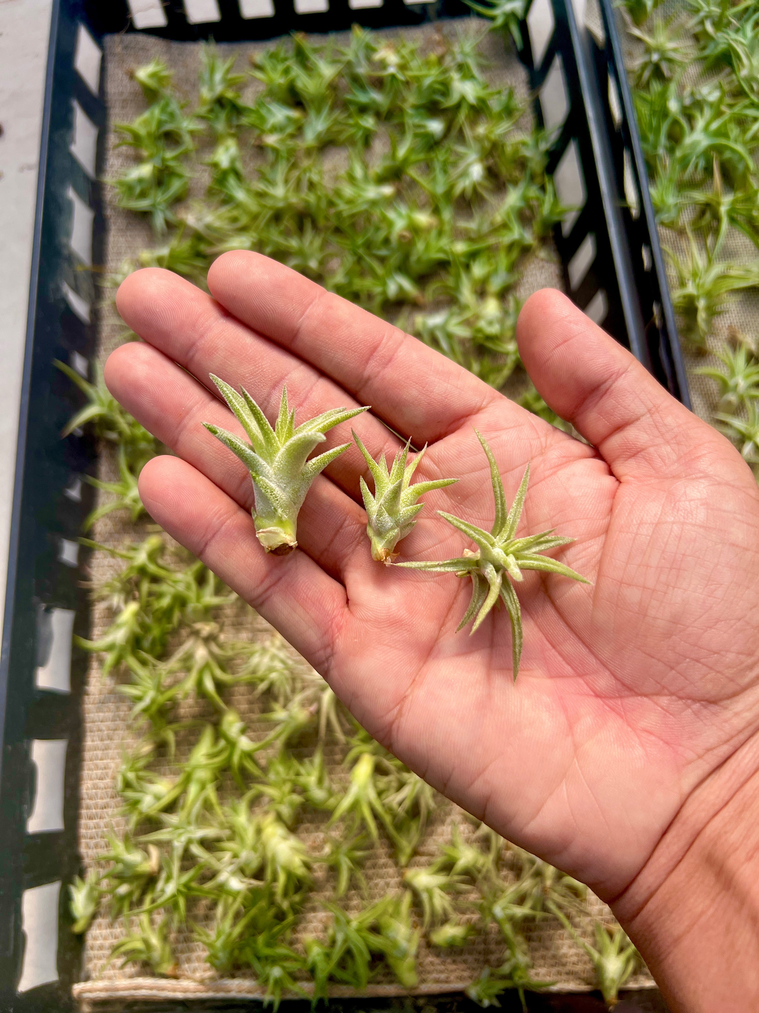 SUPER SALE Ionantha Vanhyningii Mini <br> (Minimum Order 4)