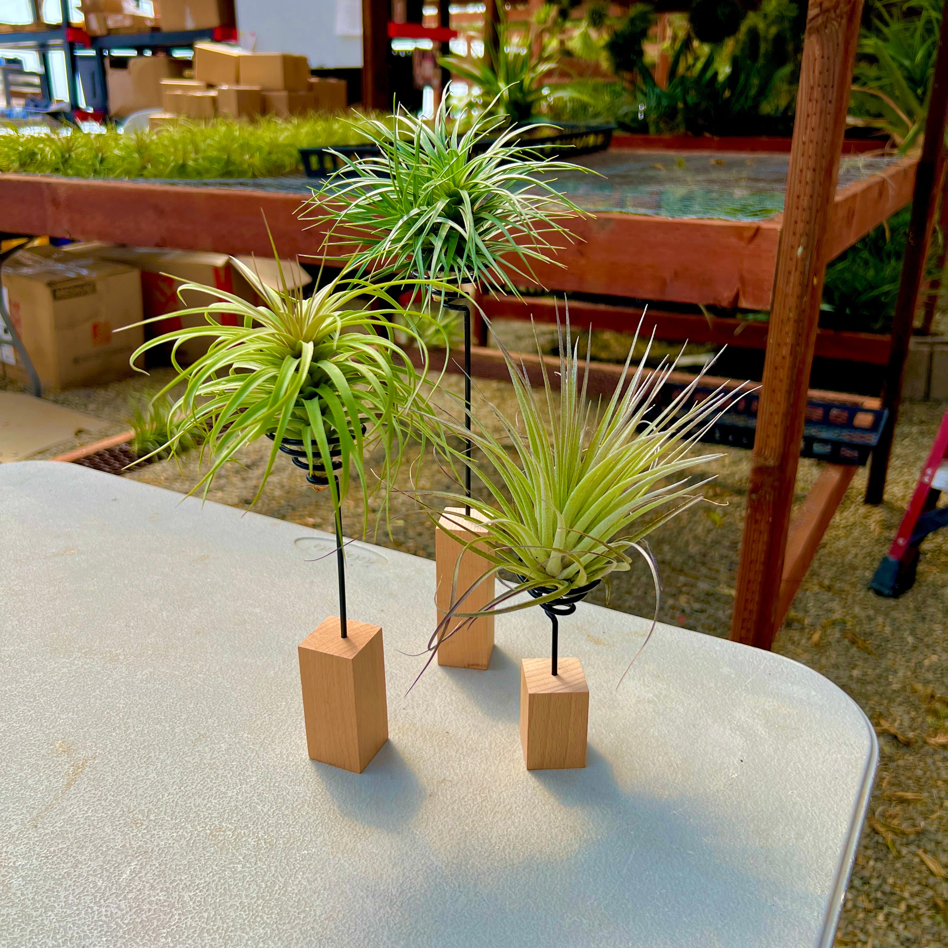 air plant stand holder Handcrafted Modern Air Plant Wood Wire Stand , (Minimum Order 5)