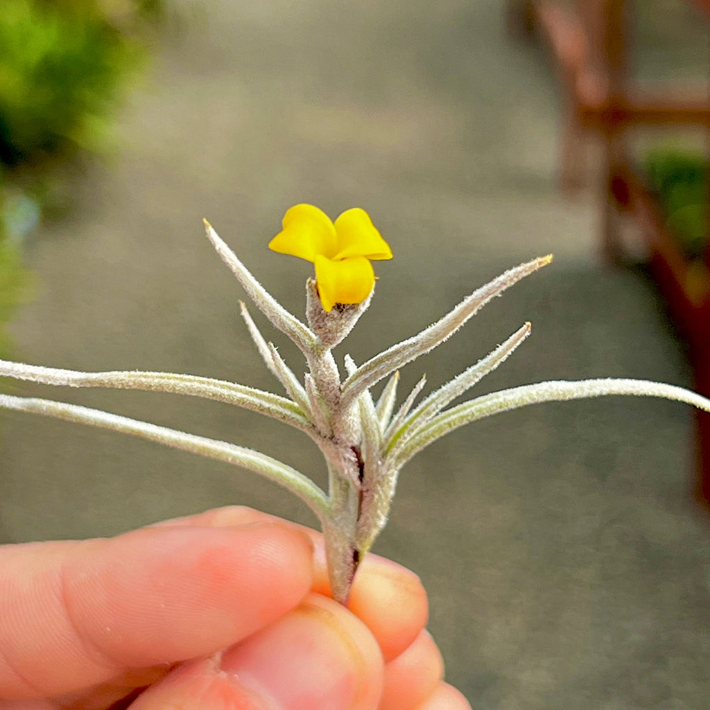 Crocata v. Tristis *Miniature Air Plant* <br> (Minimum Order 10)