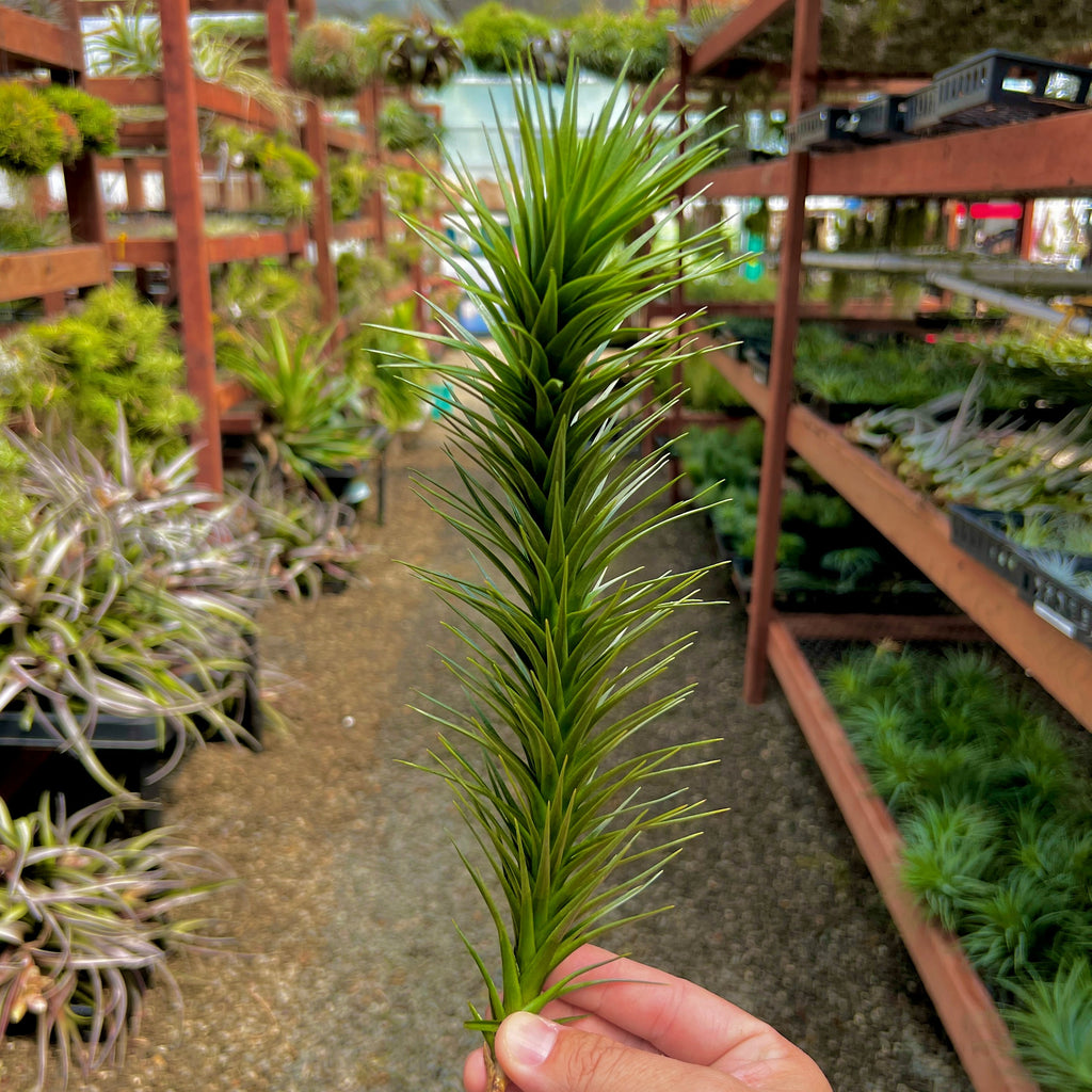 Aeranthos Hybrid Branch Form <br> (No Minimum)