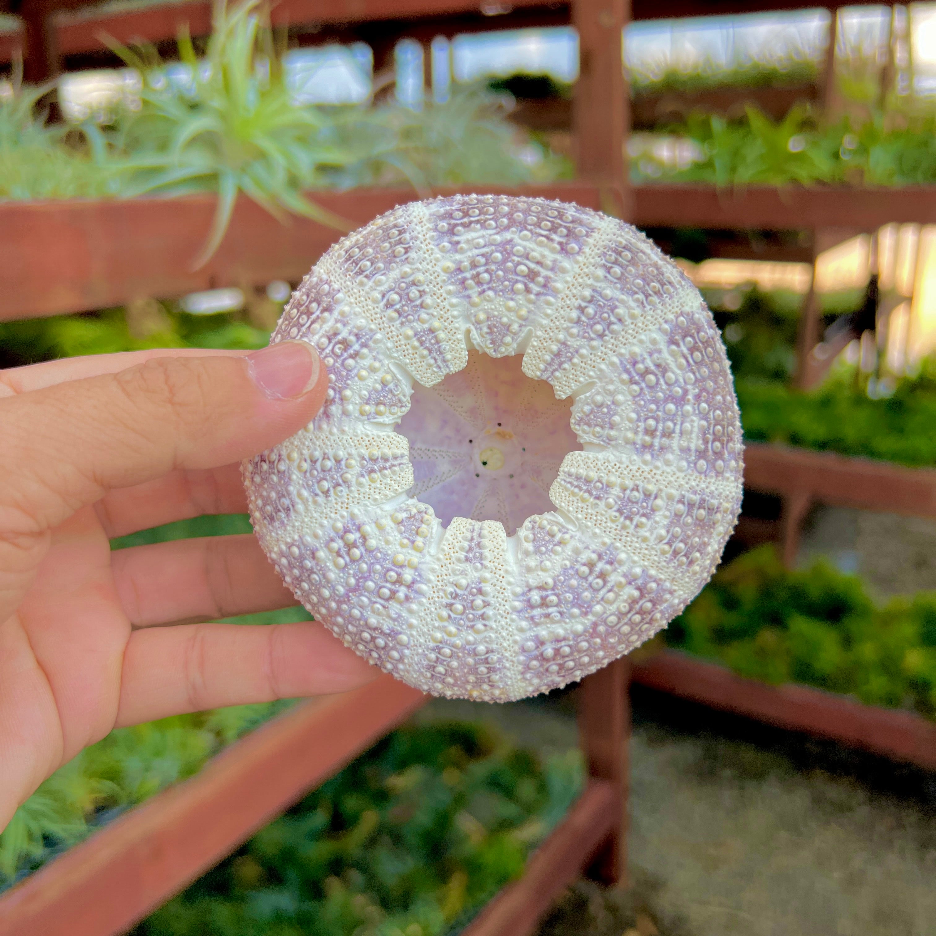 Gator Sea Urchin Shell XL <br> (Minimum Order 4)